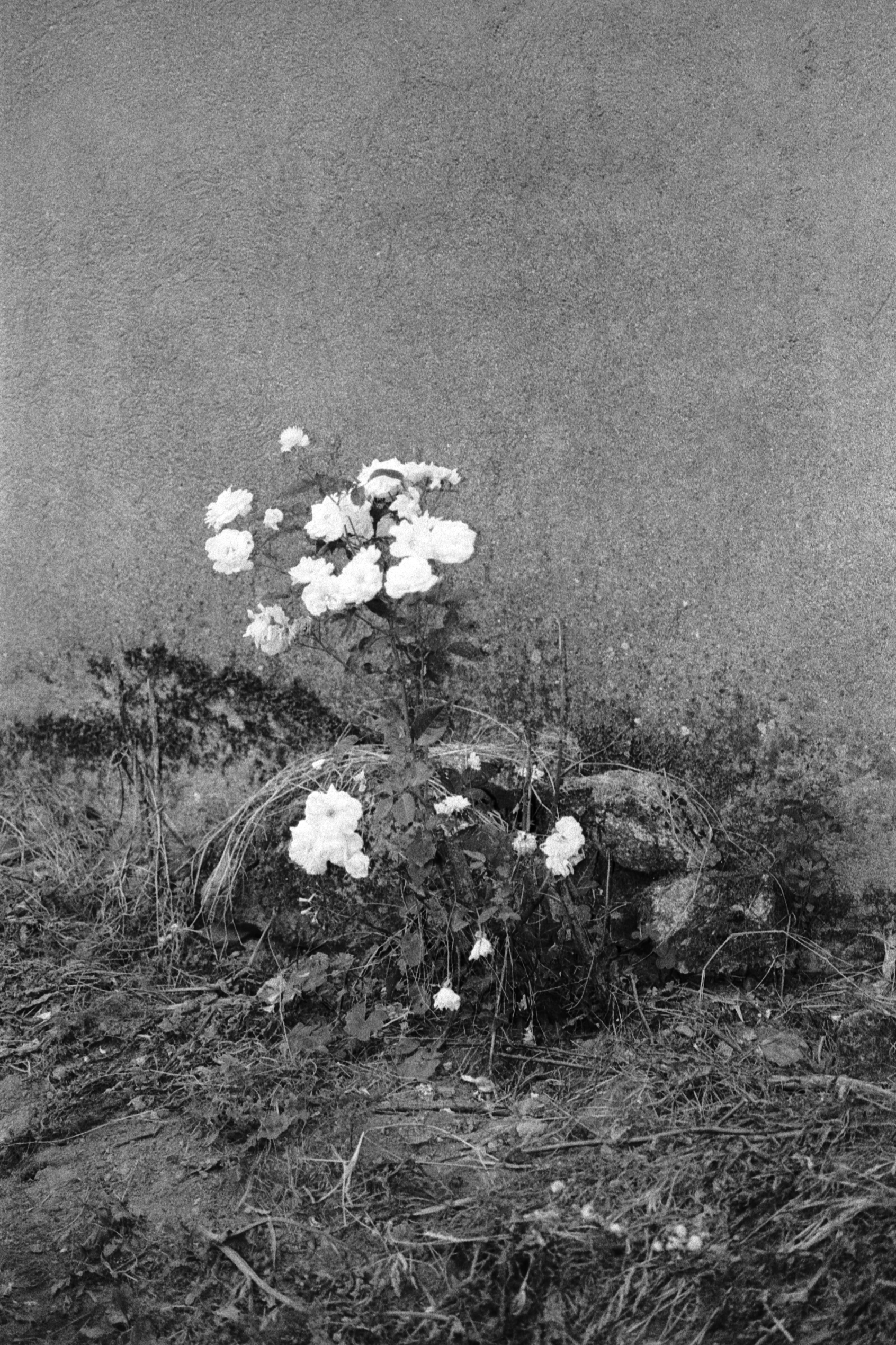 COLECTIVO JUAN NADIE