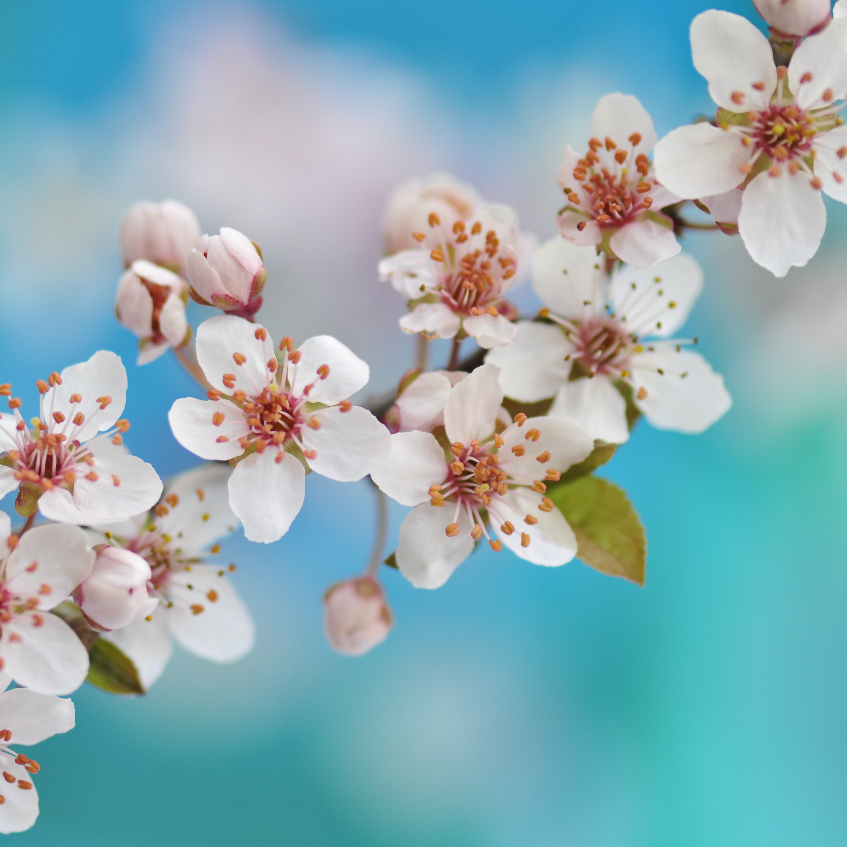 Spring 40cm x40 cm, verkauft