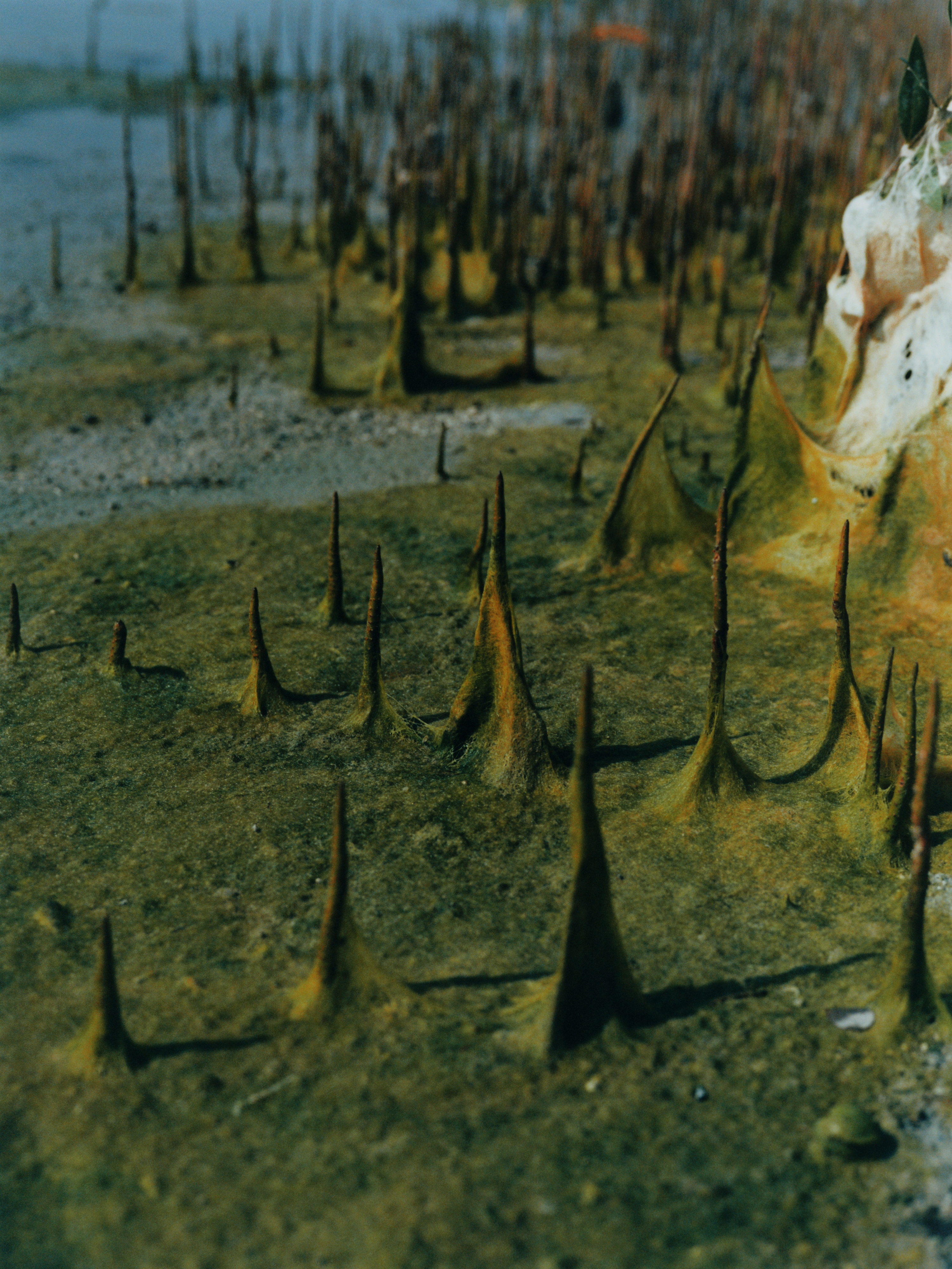 Louis Vuitton x Mojeh, 4/7 