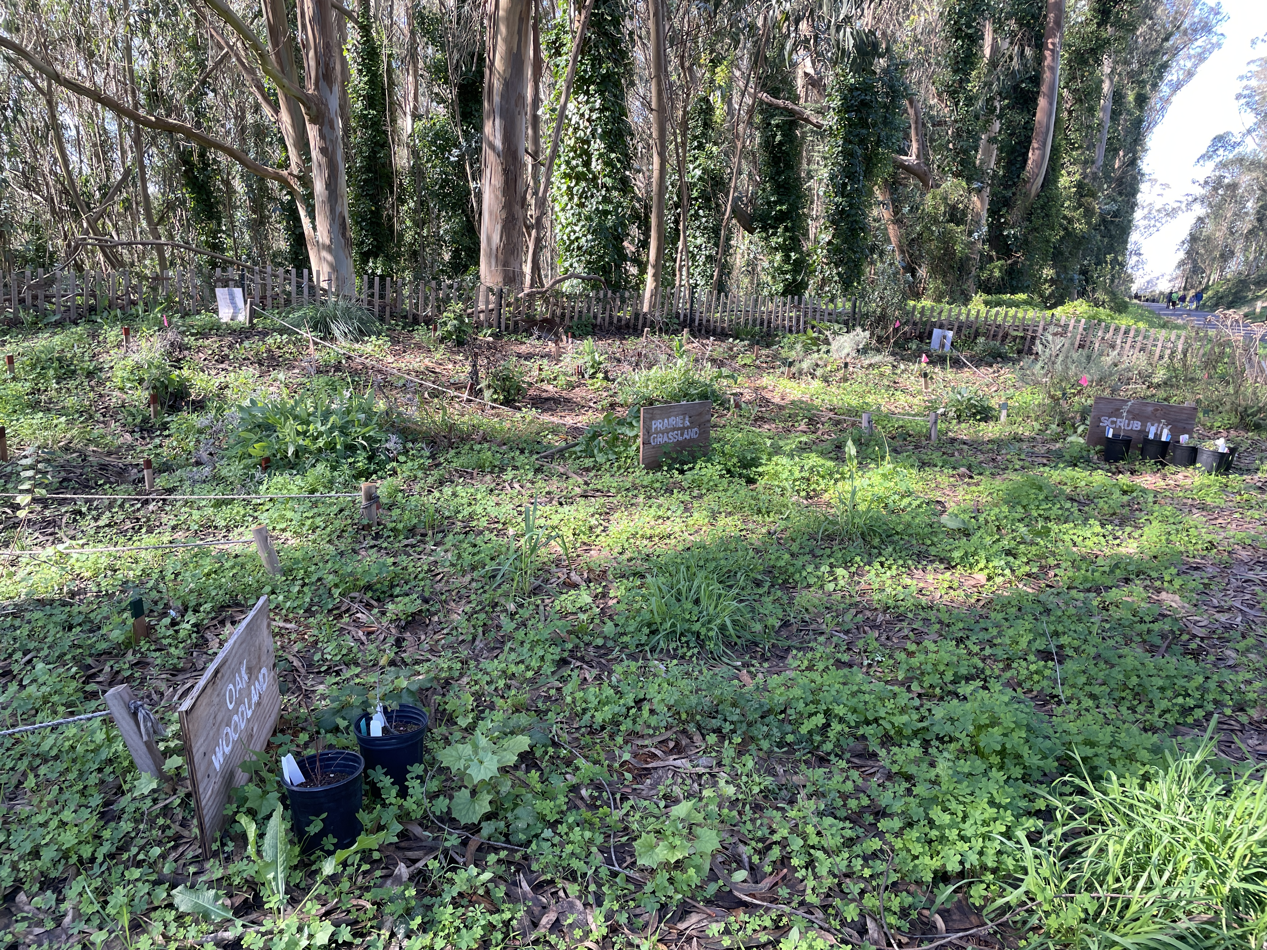 Lots of oxalis in the front area where we didn't plant (and also in the planting areas)