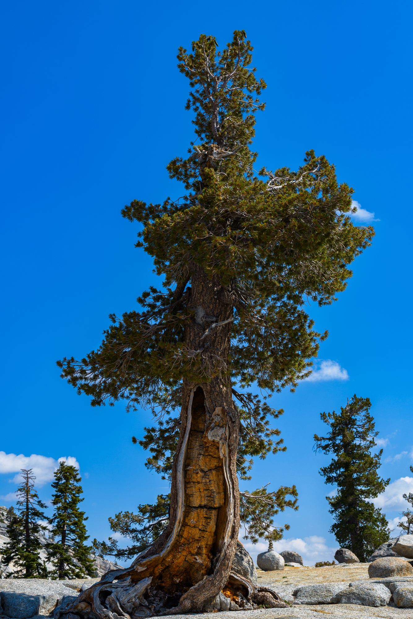 Le parc national de Yosemite, Sierra Nevada, à l'est de l'État de Californie.