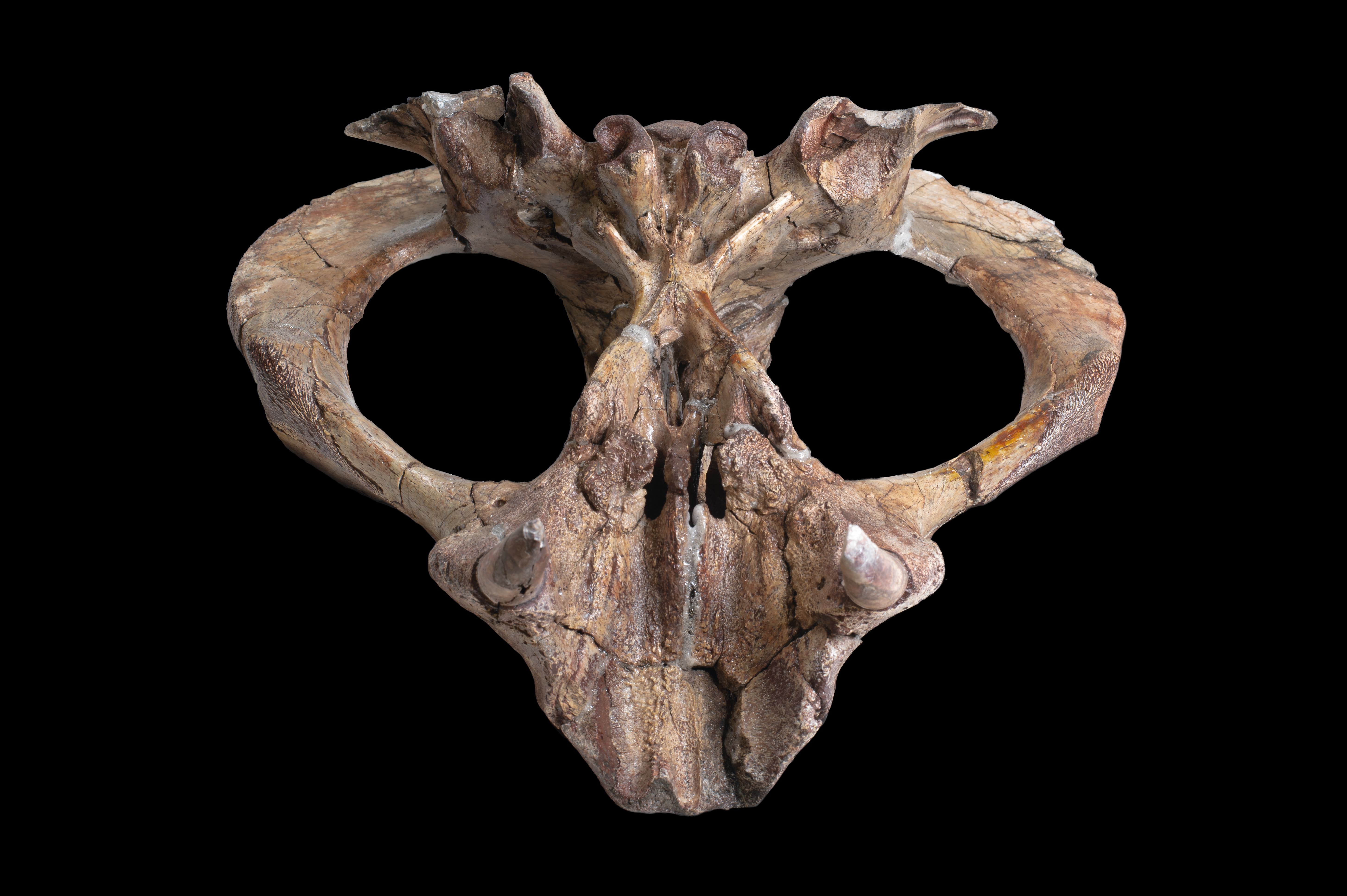 NHCCLB737 (Aulacephalodon)