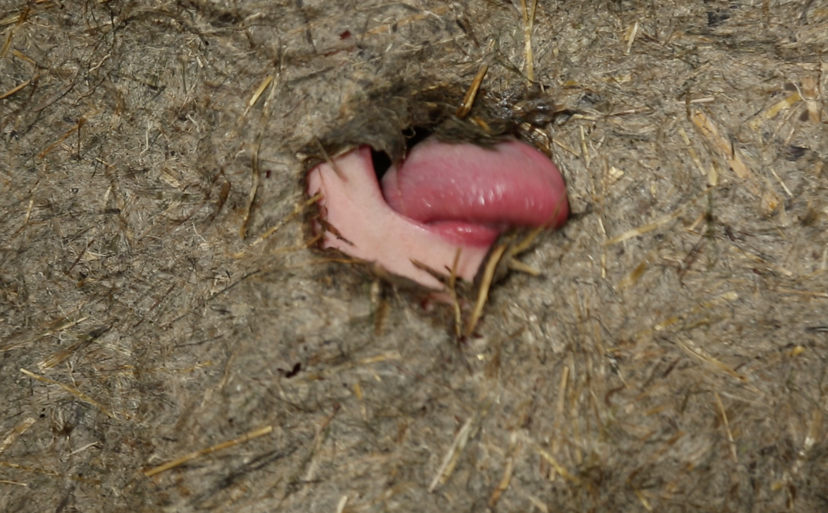 The strangeness of you, 2019, video still