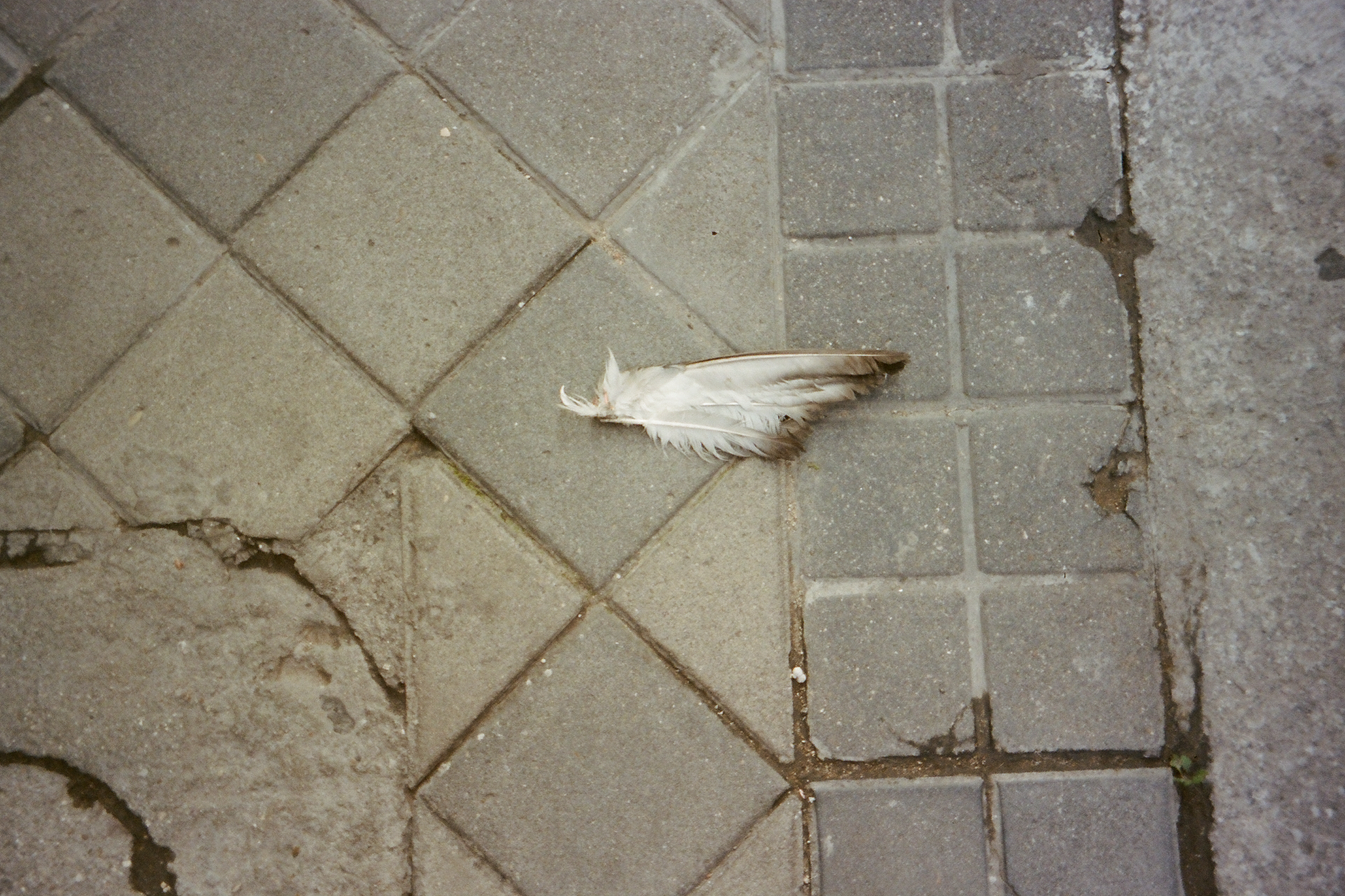 Dead pigeon 8