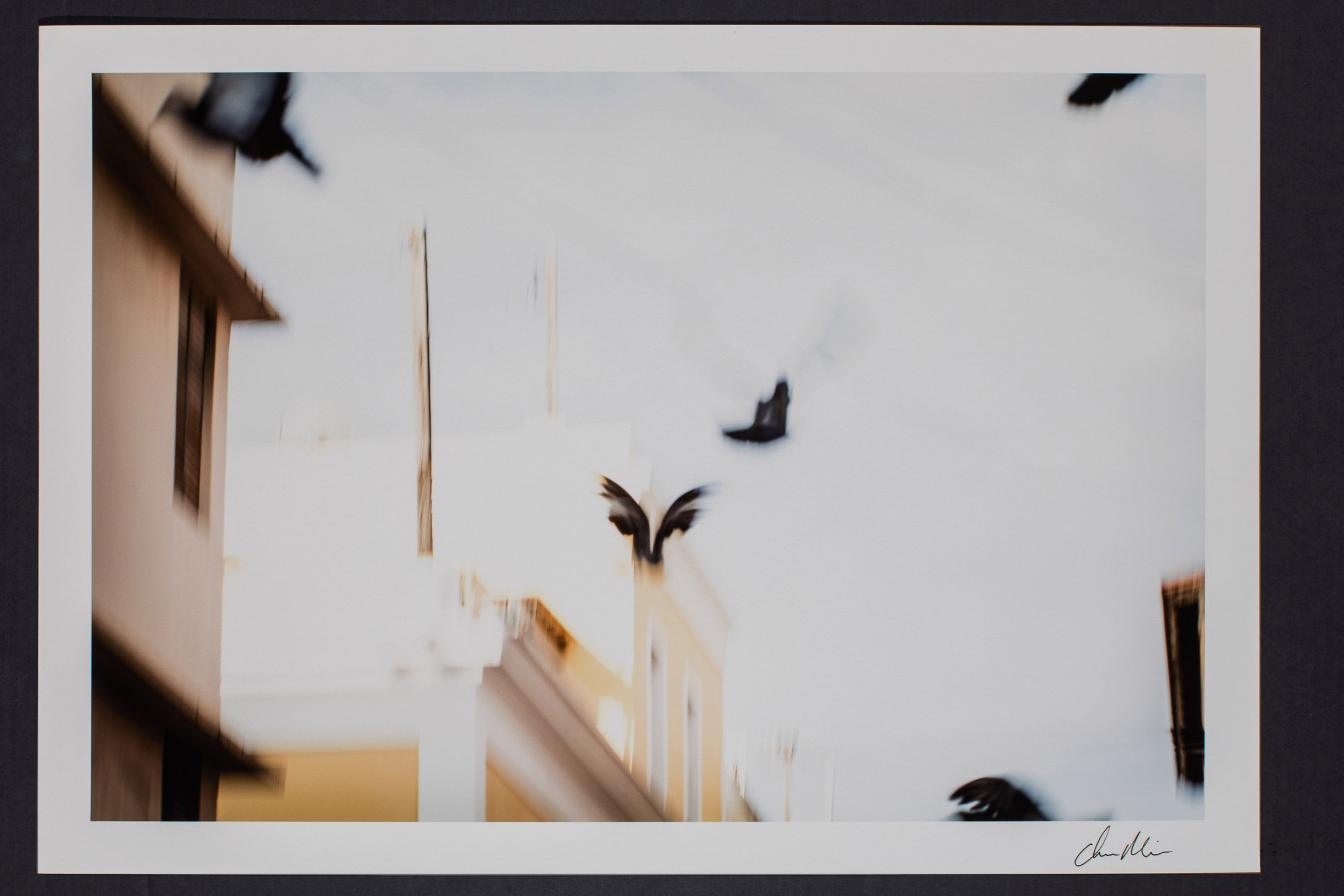 Flight, 2016 // 18.75" x 12" + 1" paper border (larger version has been SOLD)