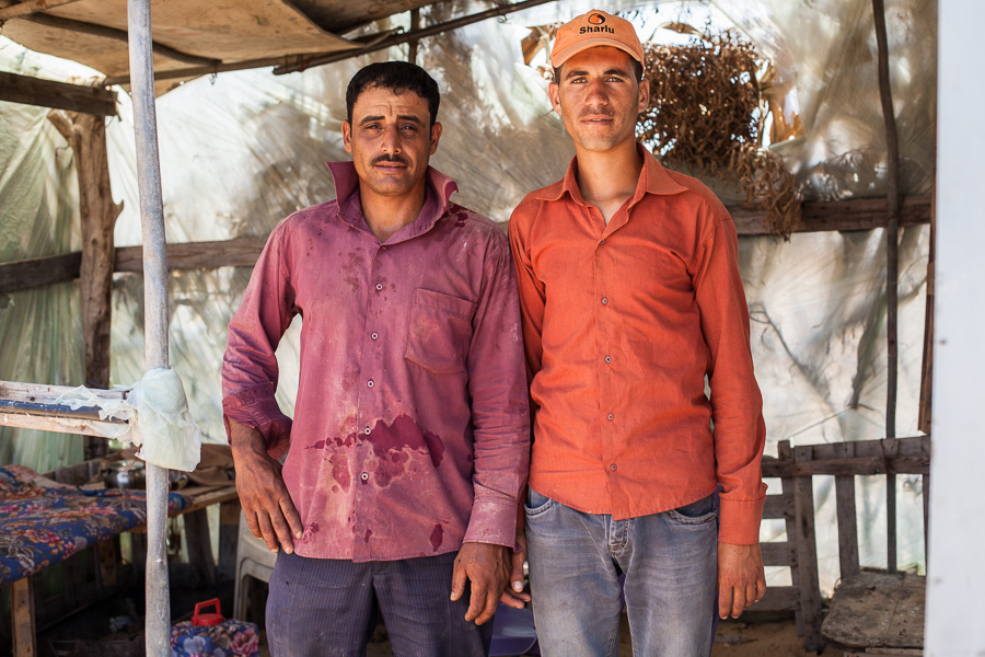 Fadel Zayed (&agrave; gauche) et Haytham (&agrave; droite), fermiers &agrave; Beit Lahiya, juillet 2012. Fadel a commenc&eacute; &agrave; travailler la terre &agrave; l'&acirc;ge de 15 ans. Il exploite les terres de sa famille mais cultive aussi des champs qu'il loue &agrave; d'autres. Il travaille 8h par jour environ, m&ecirc;me le vendredi. Il est assez satisfait de sa situation pour le moment. Il n'a pas d'autre choix que ce m&eacute;tier car il n'a pas fait d'&eacute;tudes. Beaucoup de fermiers ont beau &ecirc;tre dipl&ocirc;m&eacute;s, faute de travail ils ont du se rabattre sur le secteur agricole. Les revenus d&eacute;pendent des prix du march&eacute;, parfois ils perdent de l'argent. Avant le si&egrave;ge, les fermiers exportaient leurs produits &agrave; l'&eacute;tranger, mais depuis 2007, les exportations ont &eacute;t&eacute; drastiquement restreintes. Toutefois ces deux derni&egrave;res ann&eacute;es quelques exportations ont &eacute;t&eacute; autoris&eacute;es, les isra&eacute;liens ont autoris&eacute; une plus grande quantit&eacute; de produits &agrave; sortir de Gaza. La plupart des exportations se font vers l'Europe.