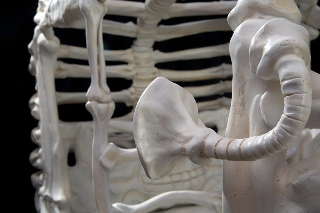 Autosaurus Triopous (2007) - General vehicle skeleton