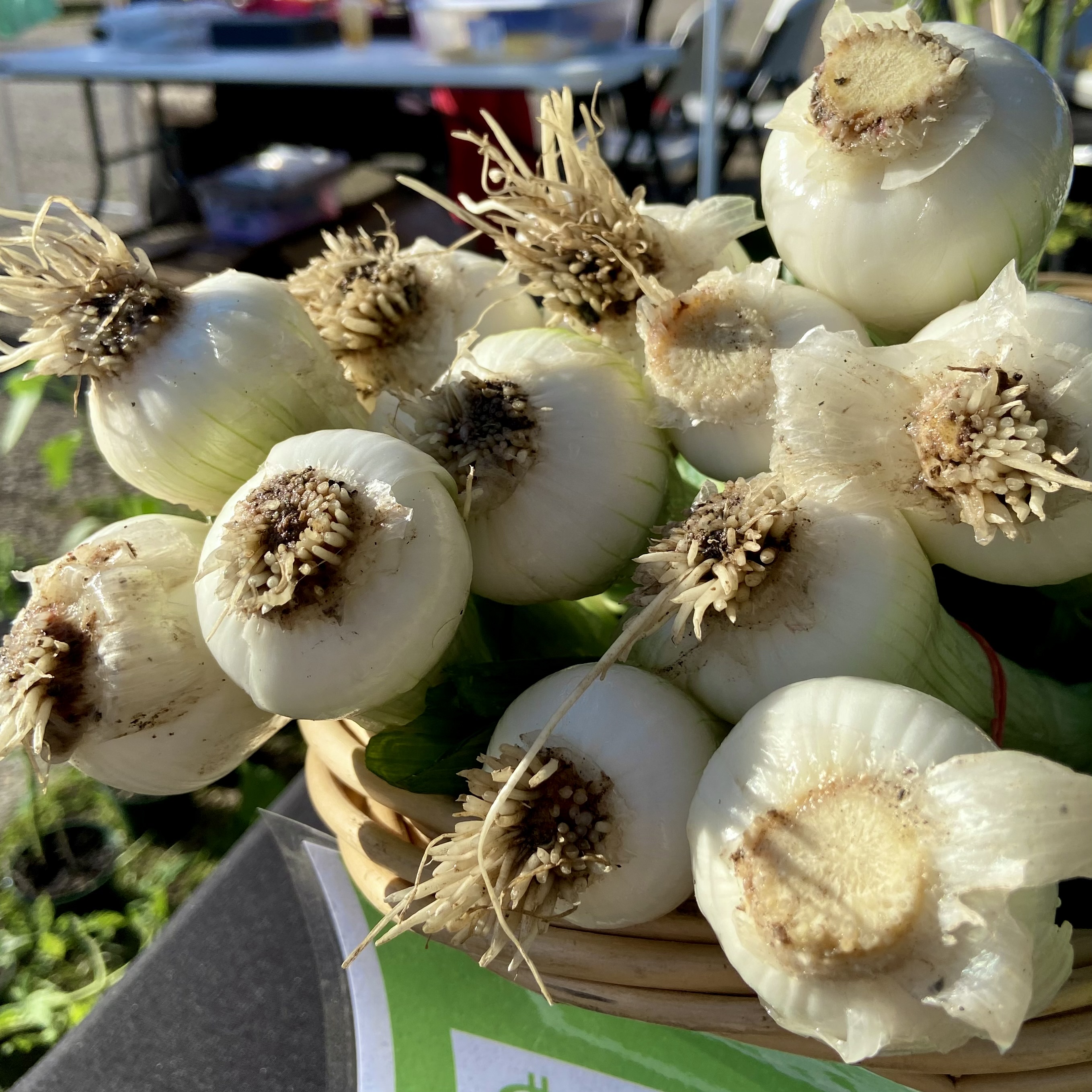 leeks!
