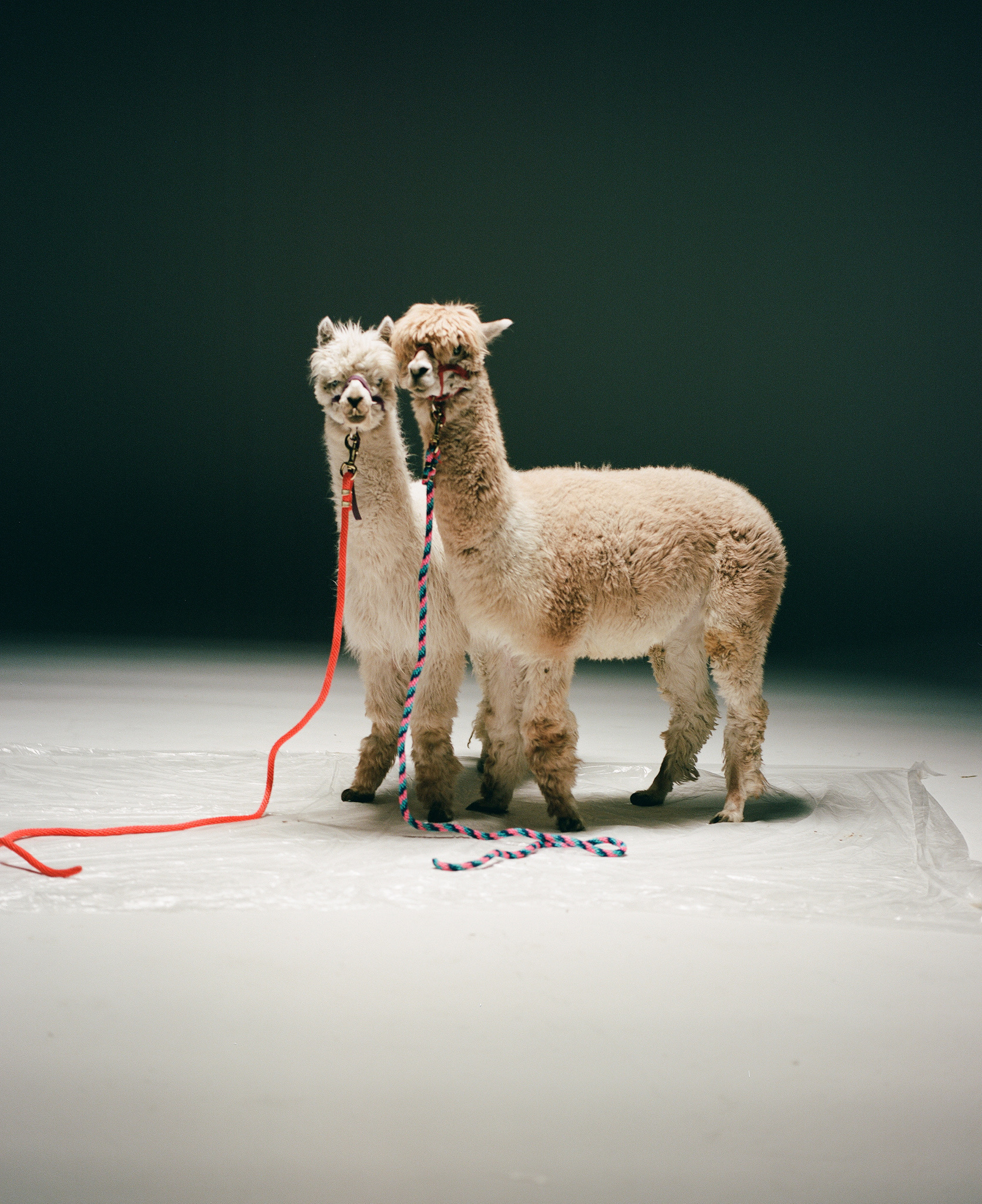 ︎︎︎Francesca Wexler "Bronzefish"