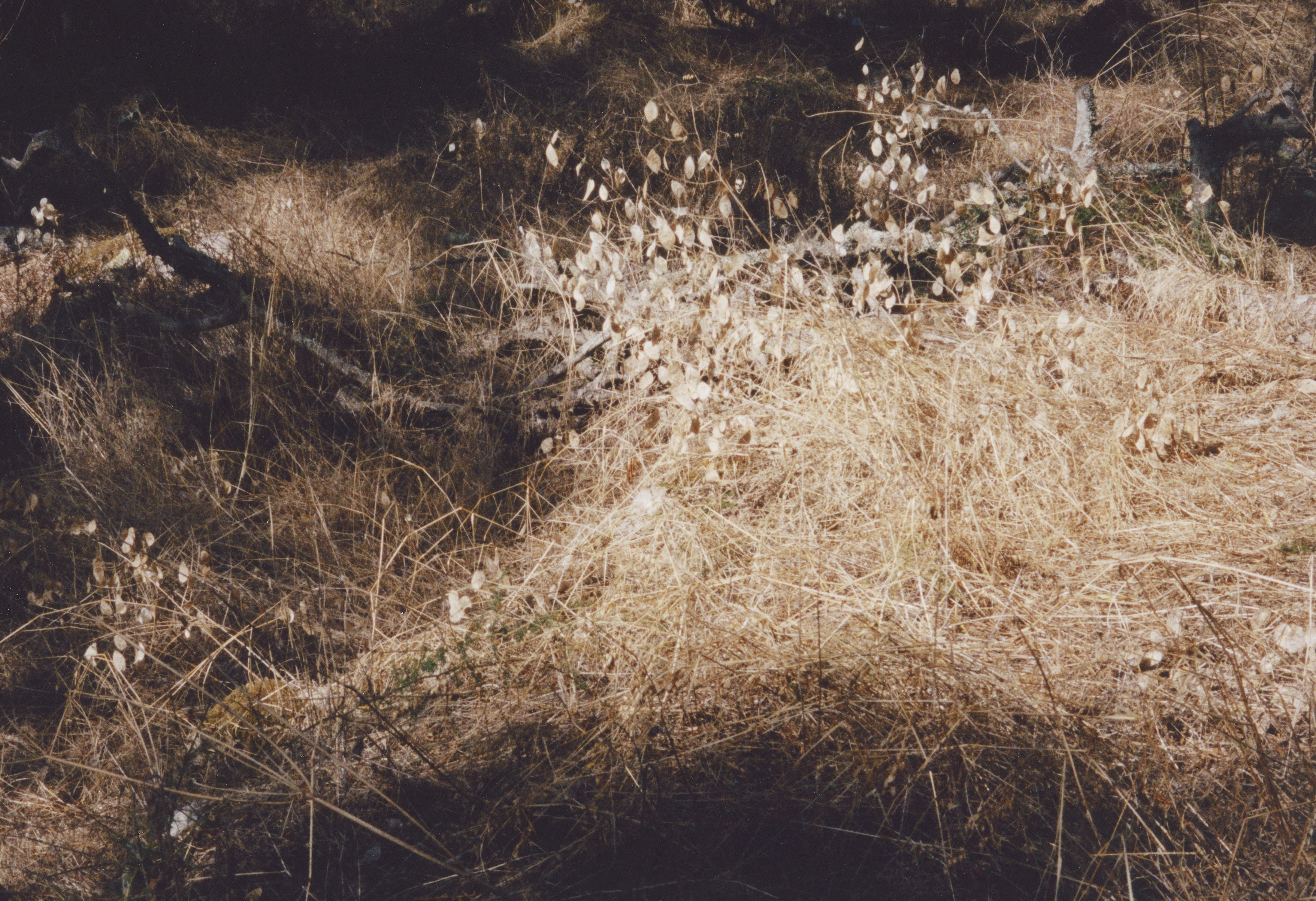 Golden Grass, 2020. (59/75)