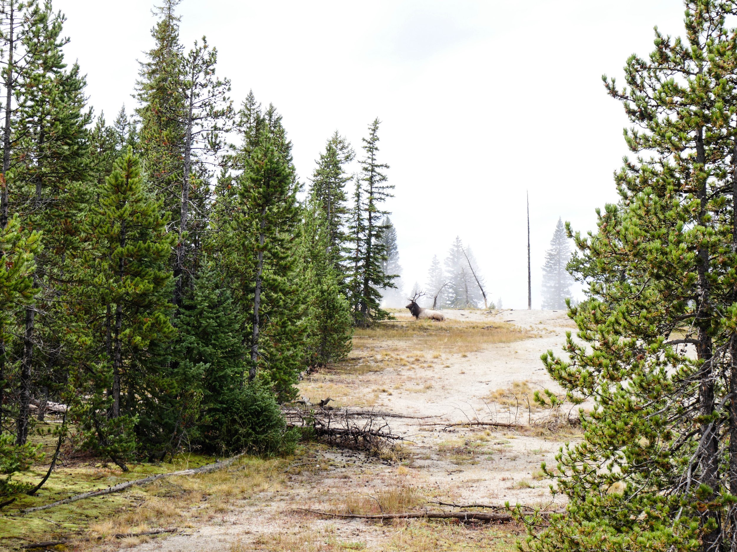 Yellow Stone National Park, USA, 2017