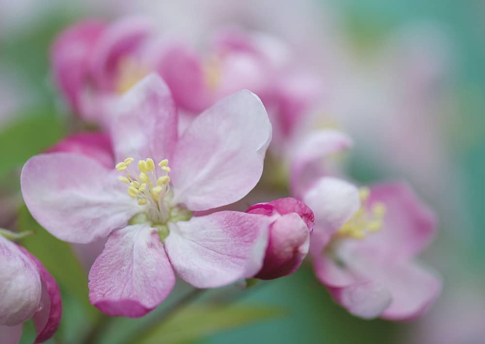 Nr. 188 Apfelblüte / Malus