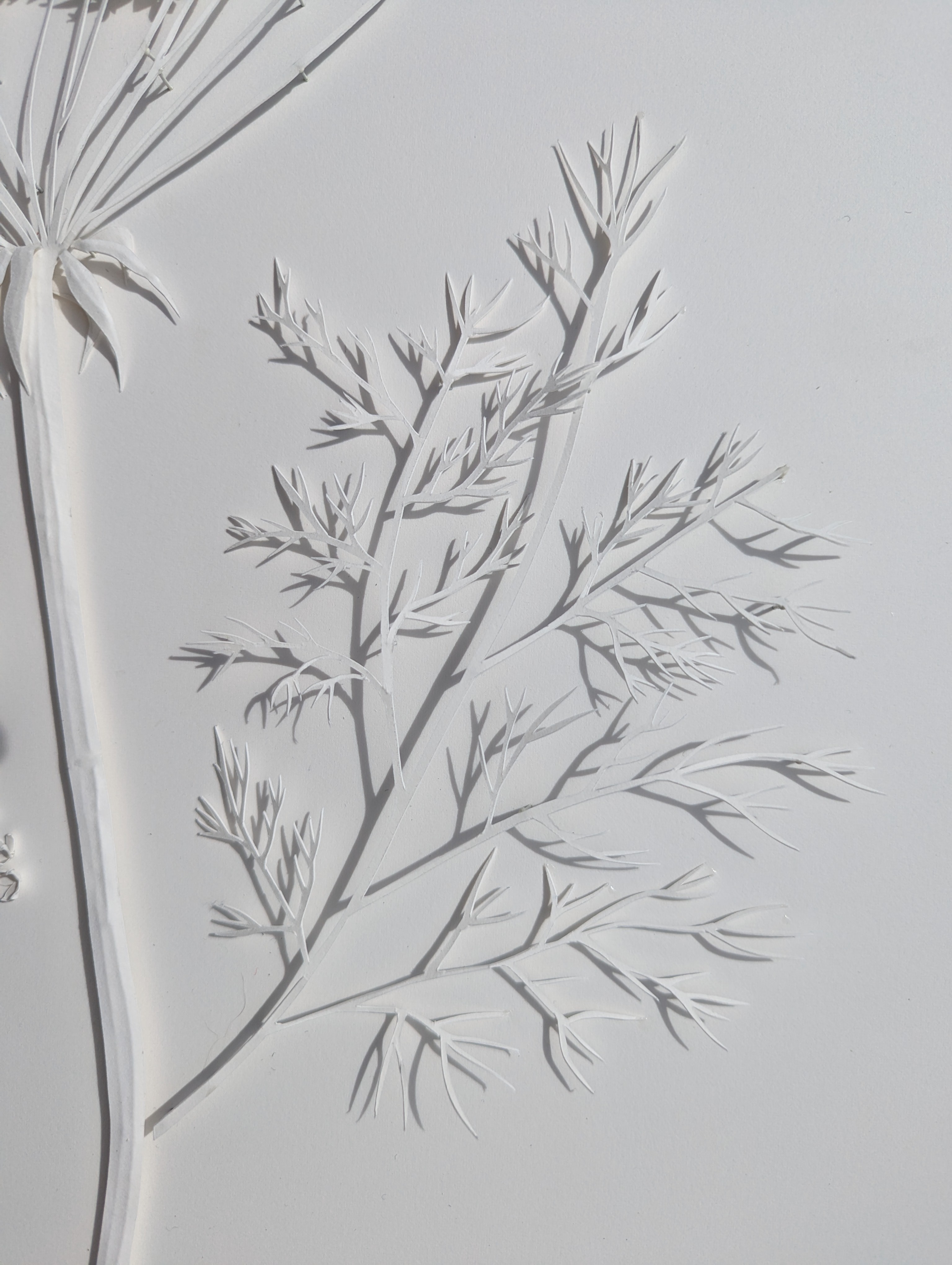 Fennel Detail