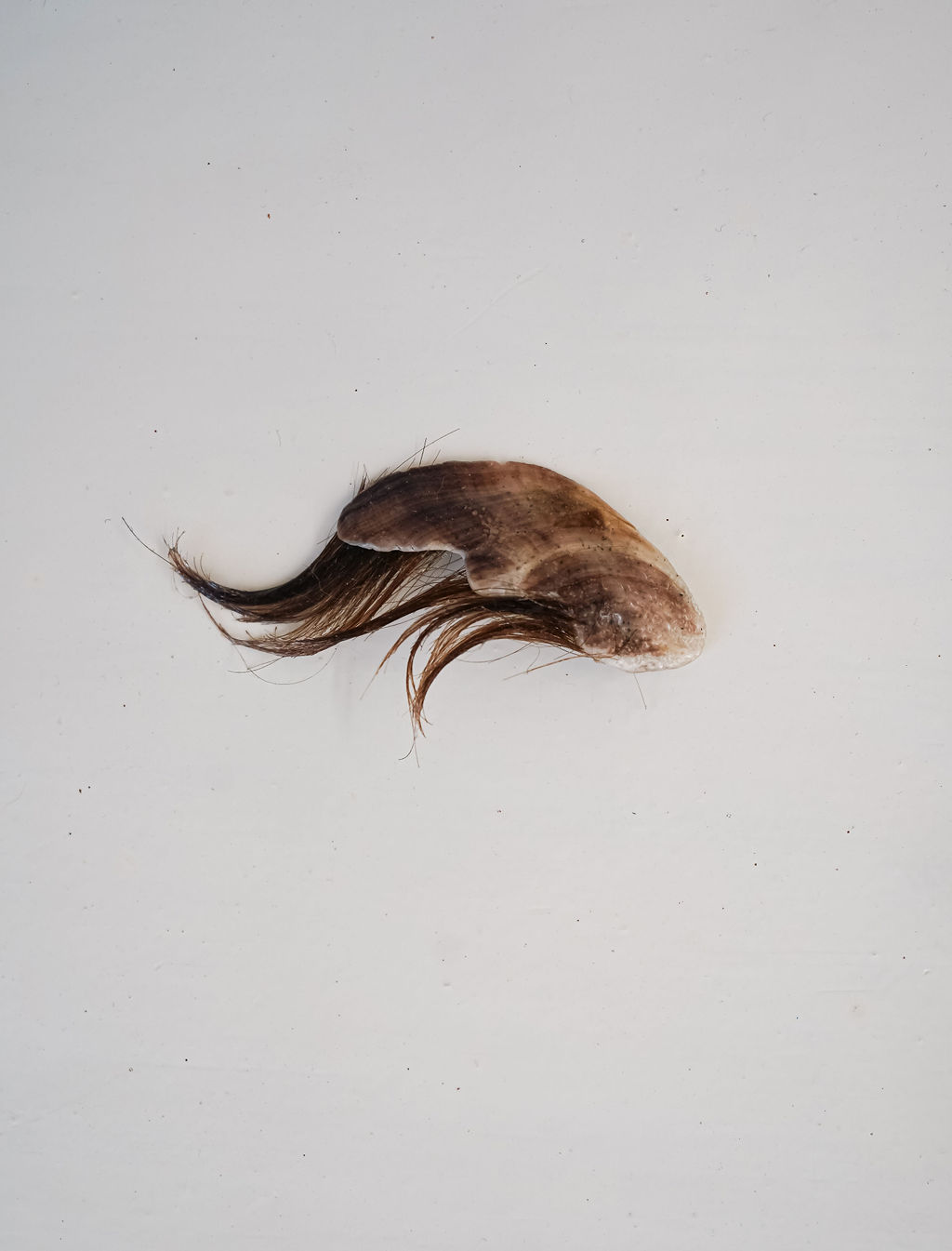 Eli-Bella Wood, Home, pt. 5, 2024. Found shell (mother of pearl fragment), silicone, hair (artist’s own)