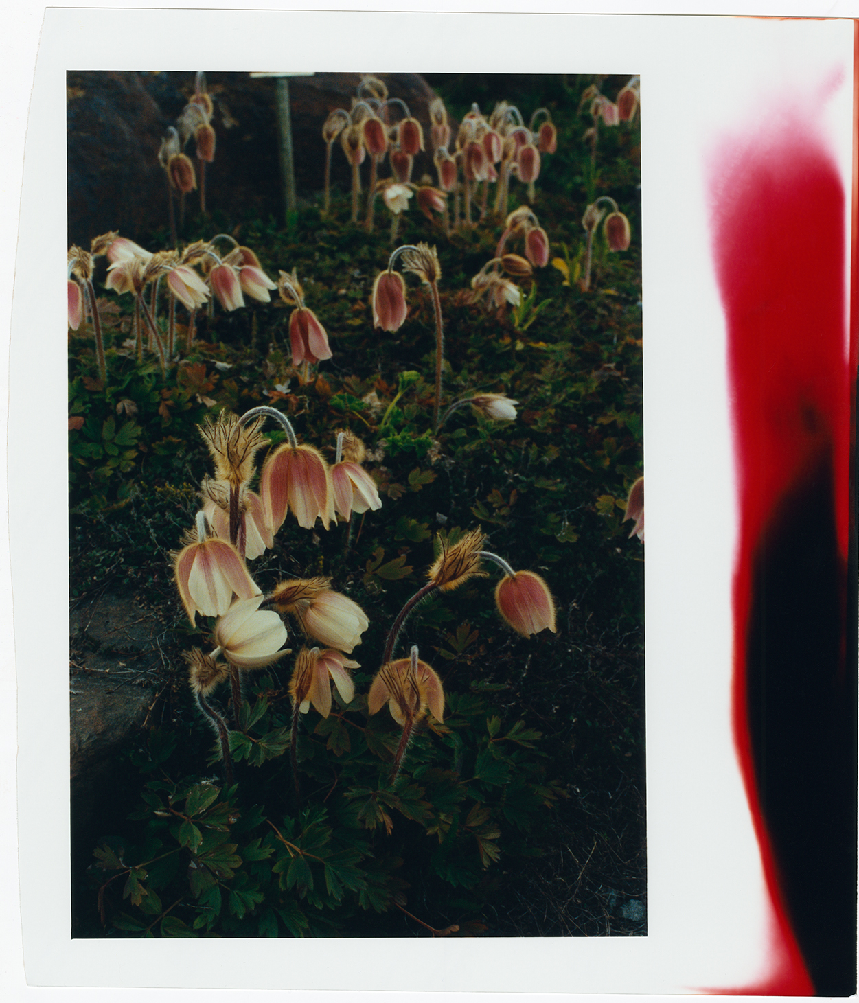 Norway / The Midnight Sun