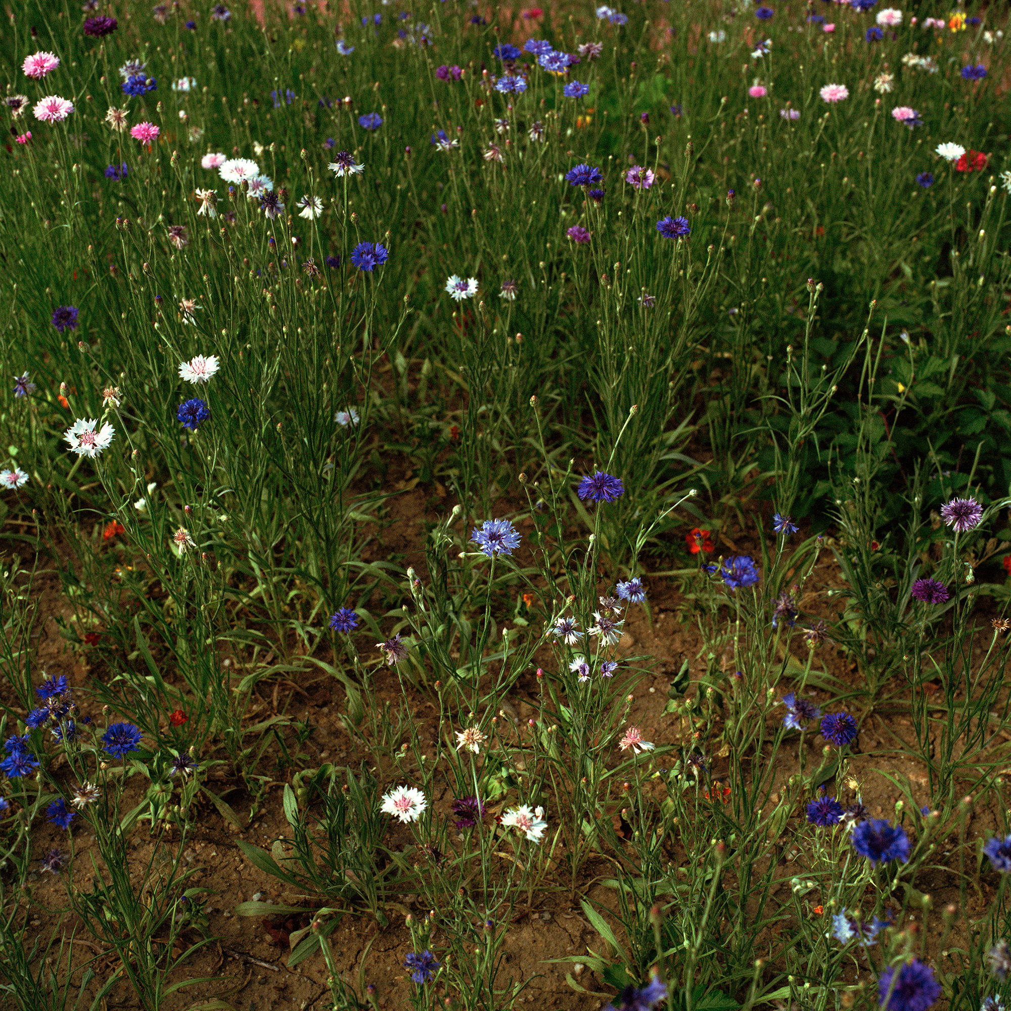 Flowers, Auvillar, France, 2009