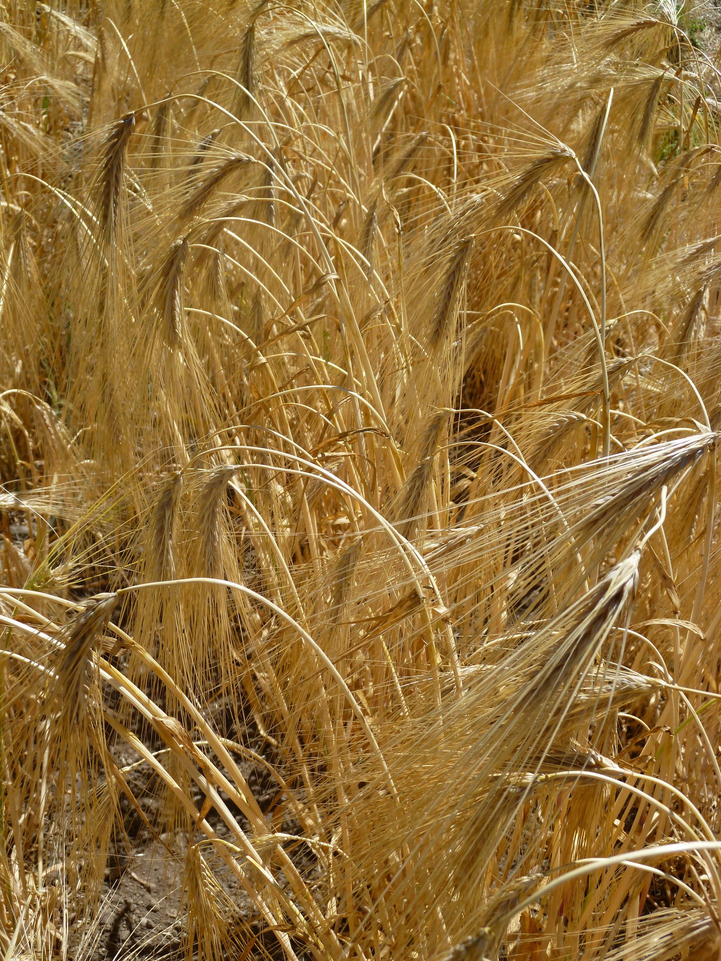 Bere barley, also used to produce whisky and beer