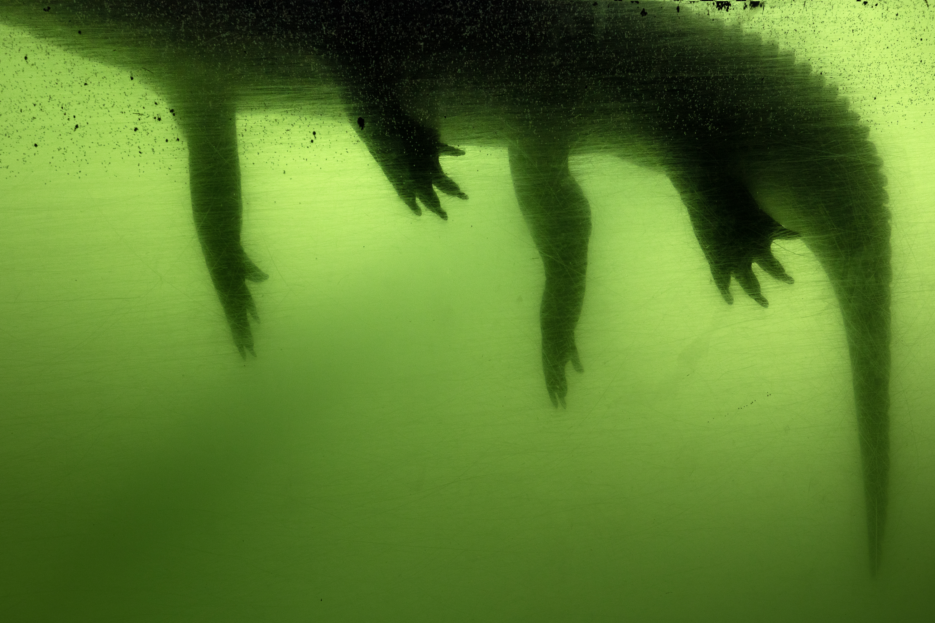 Gator, 2017. Dye-sublimation print on aluminum 40 x 60 inches. Edition of 5