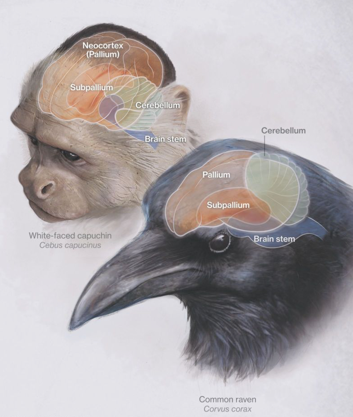 Интеллект животных. Мозг вороны. Размер мозга вороны. Строение мозга вороны. Мозг ворон.