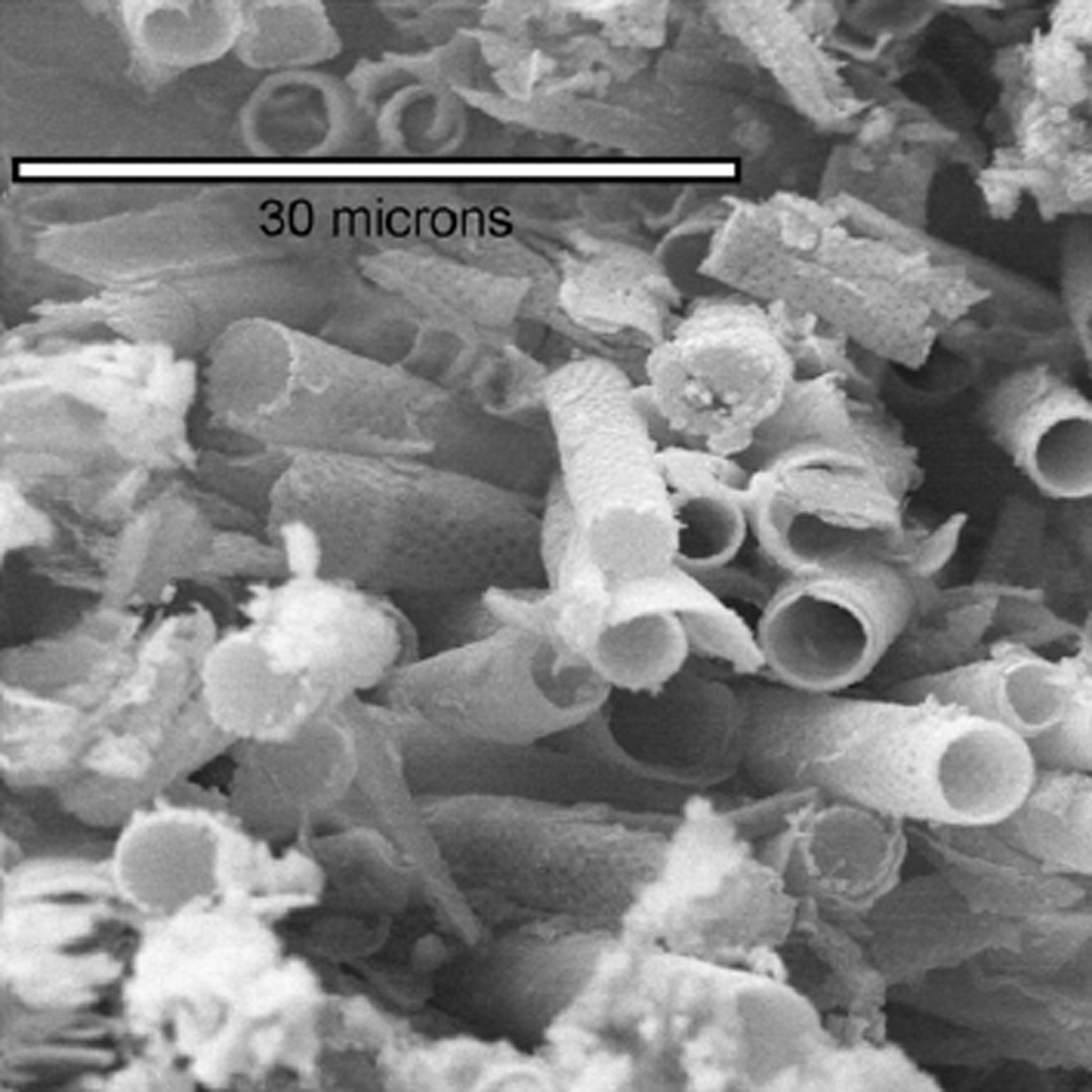 DIATOMS FRUSTULES
