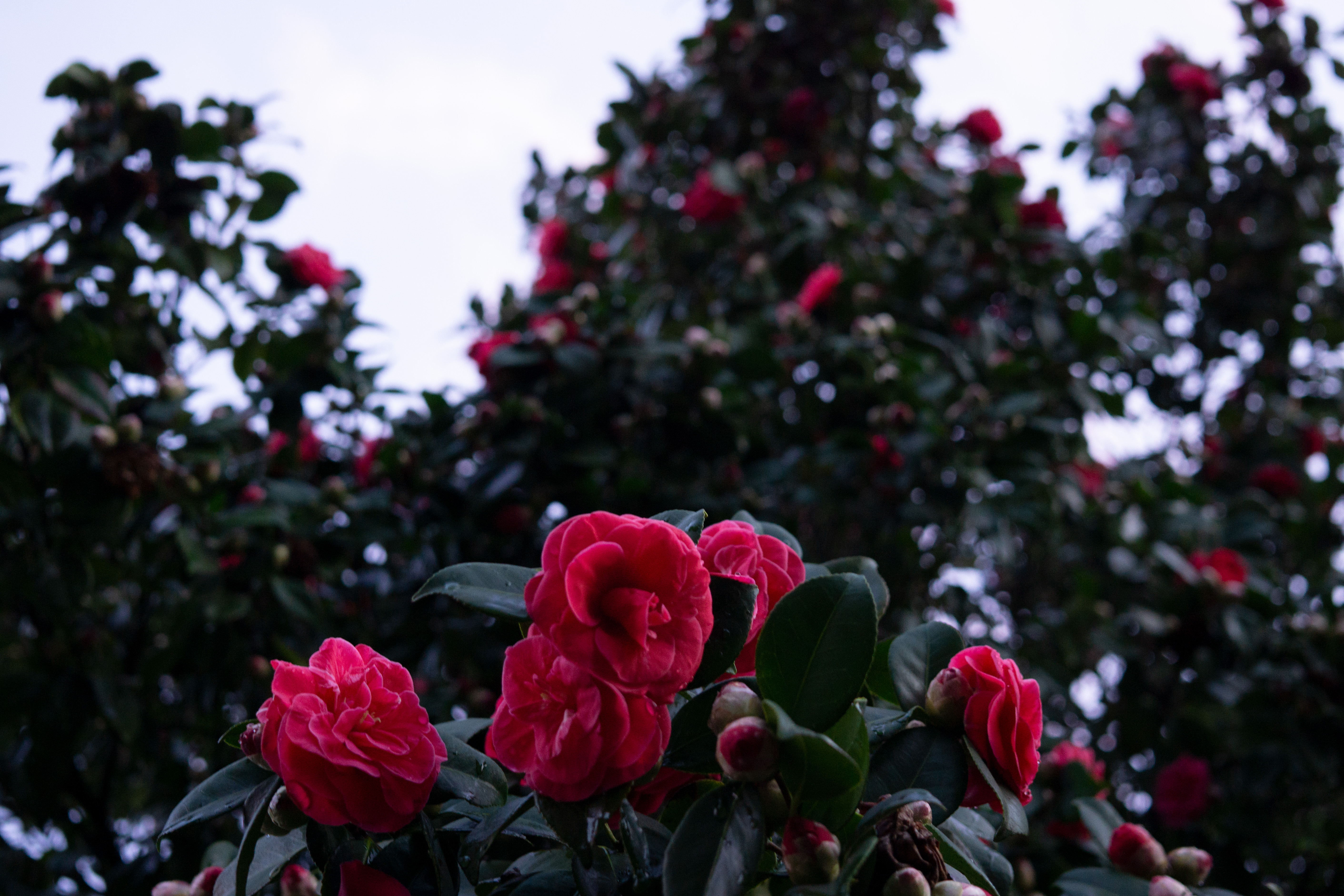Camellias