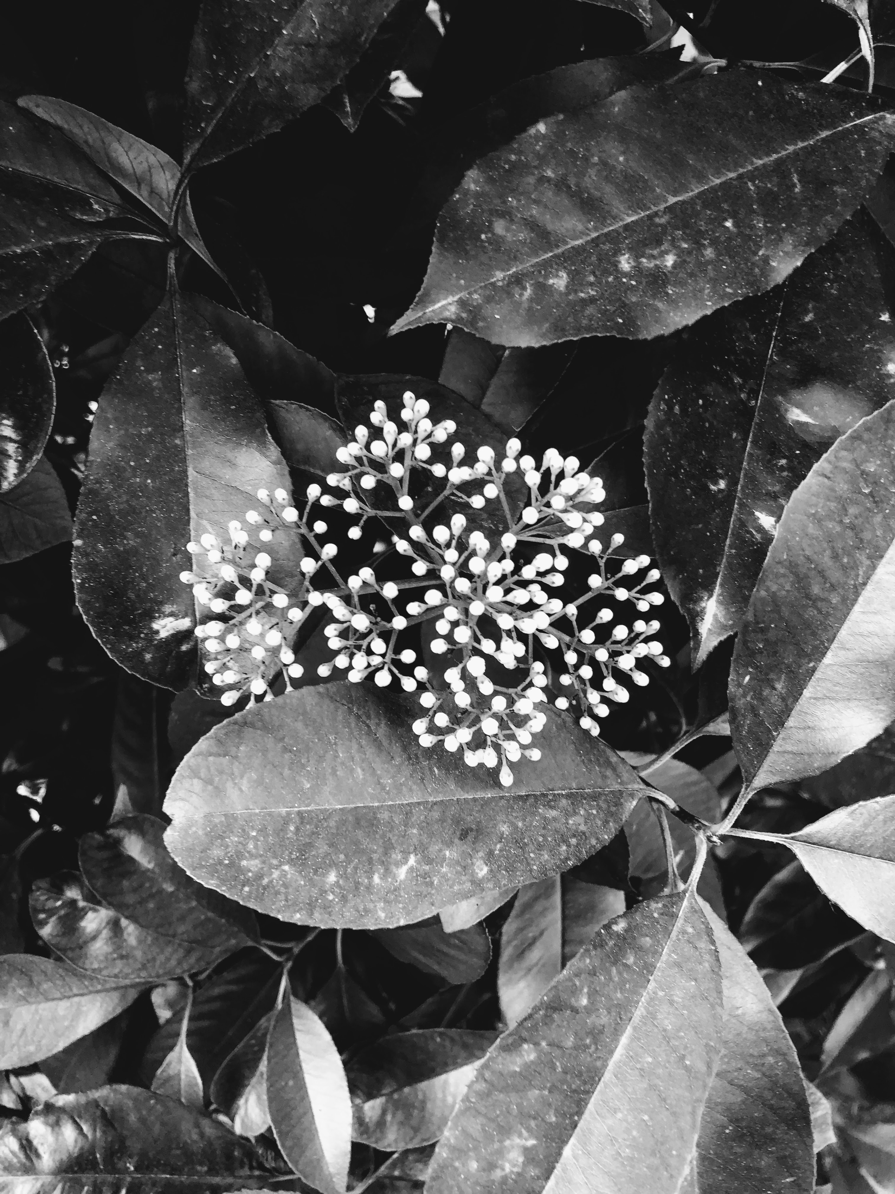 Fotinia, Bologna, 25-4-18