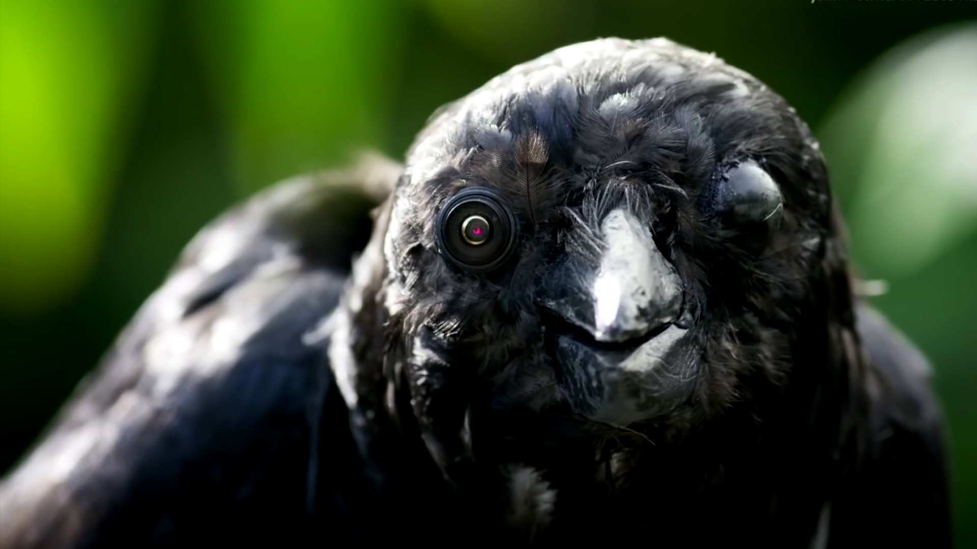 Marek Jancovic: Avian Technics, 2021, still-image from the video work  Spy Creatures / Photo Source: Spy in the Wild, produced by John Downer Productions / BBC Earth, 2017 