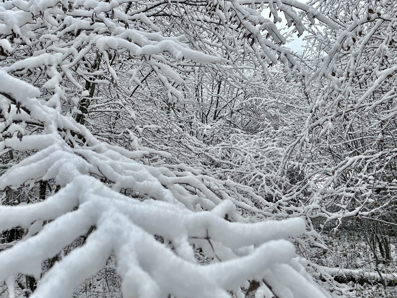 Wenn der Schnee die Welt in seine Decke einhüllt wirken auch Äste wie Tentakel die einen ergreifen wollen.