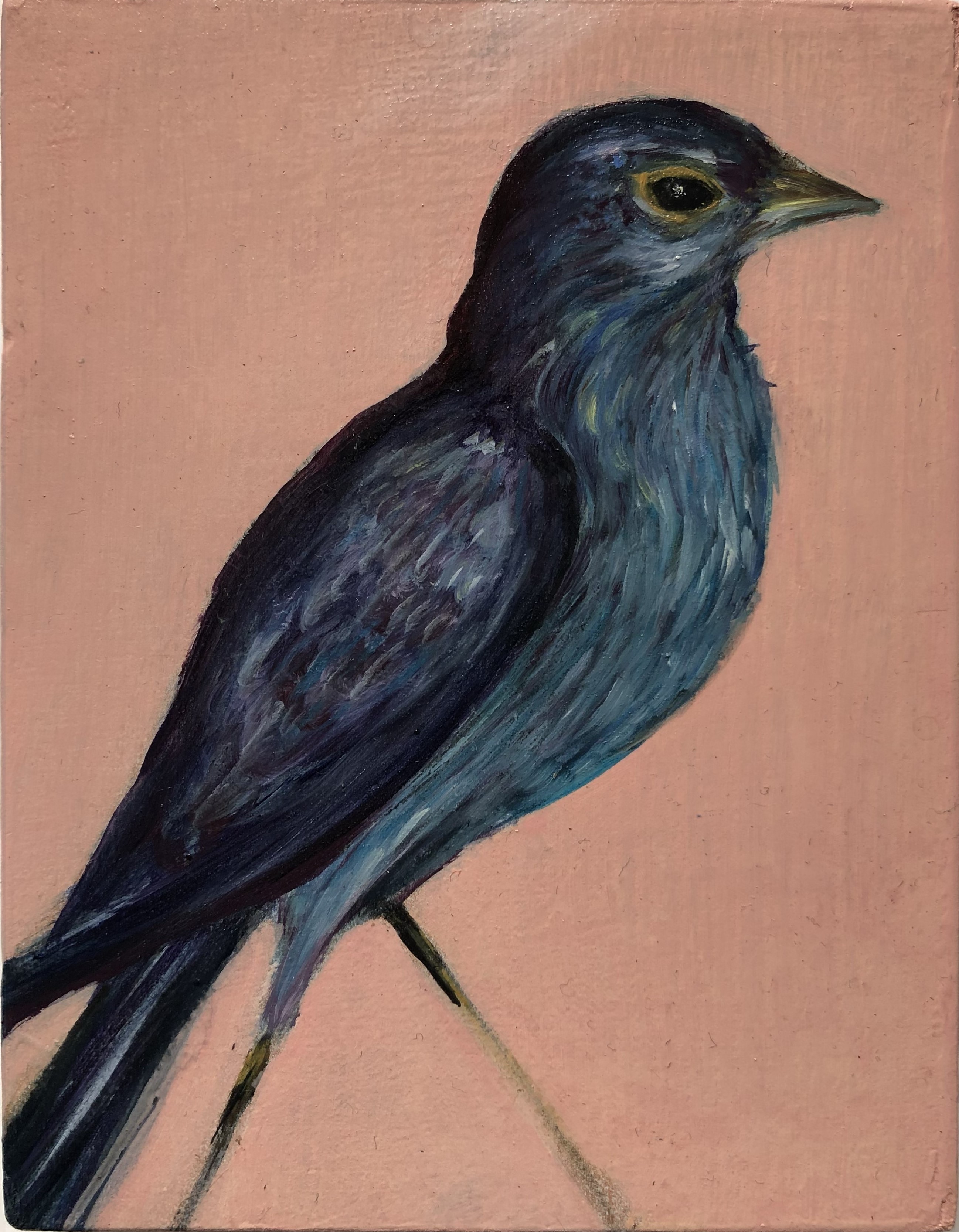 Ministro passerina cyan - Oil on wood - 14x10,5 cm