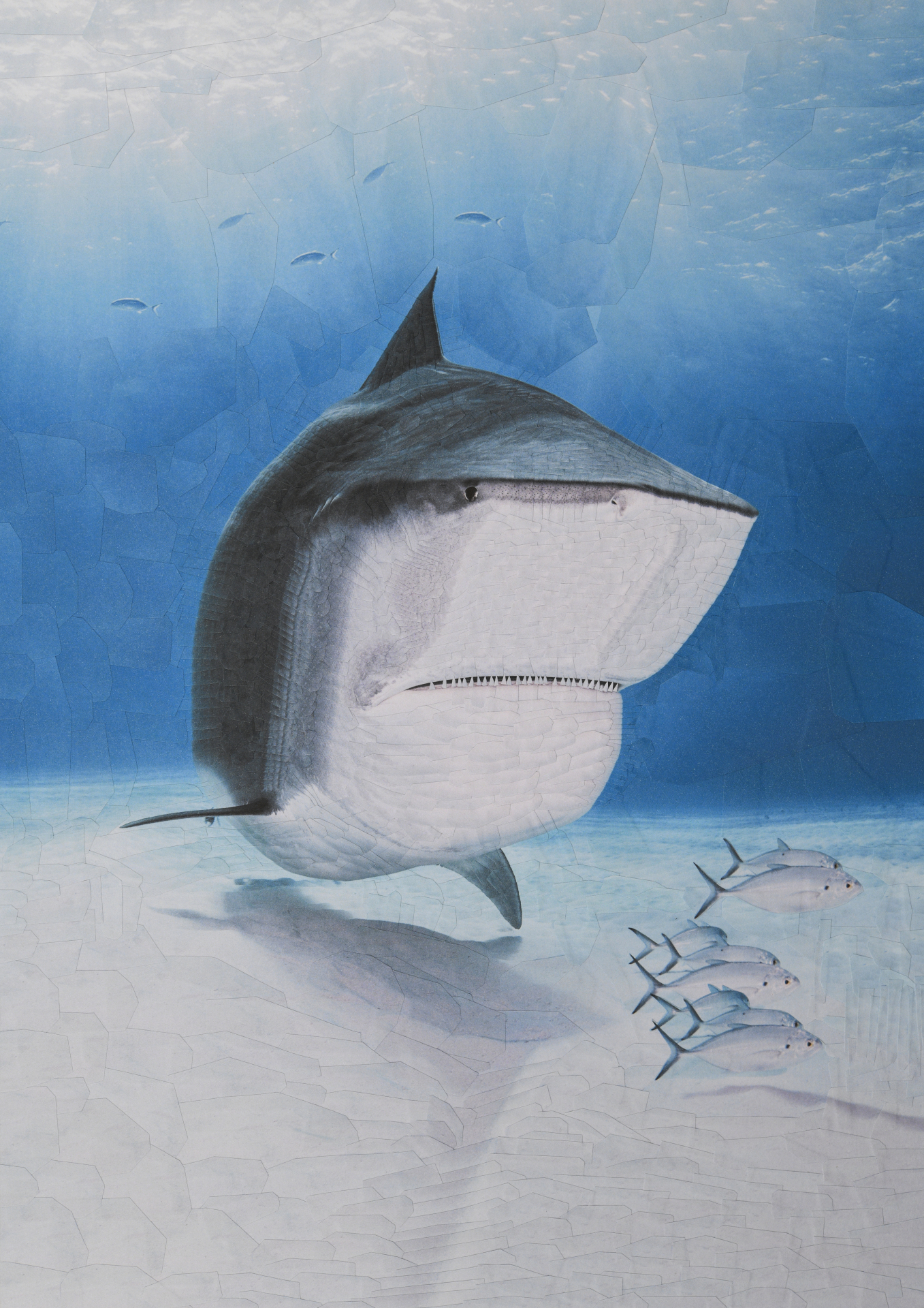 Shark with The New Yorker, 2024, 11.6 x 16.5 inches