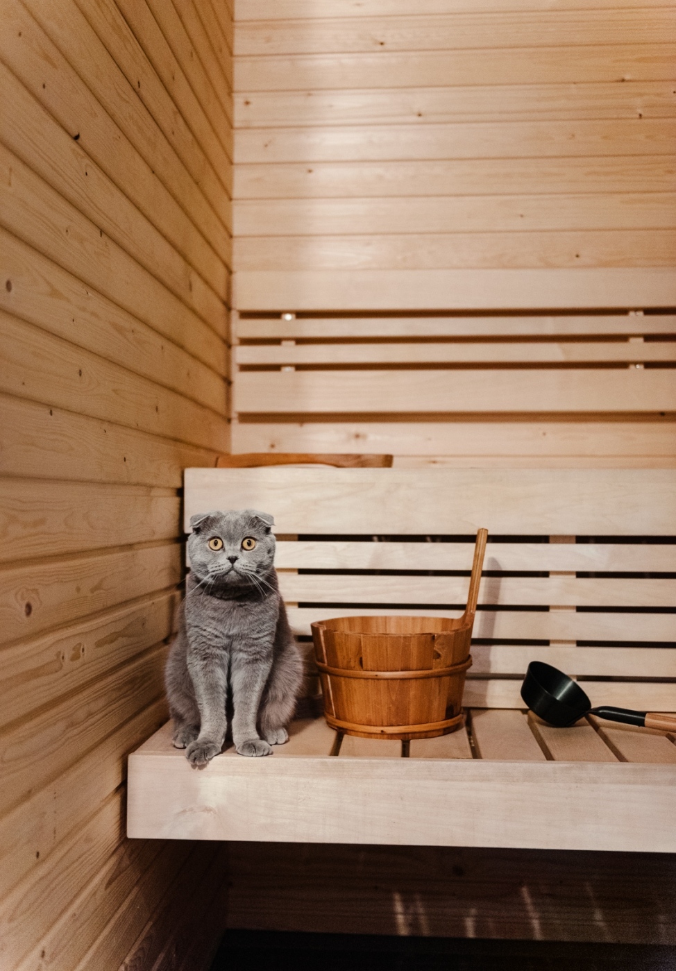 PET PEOPLE MAGAZINE. PHOTO ART DIRECTION