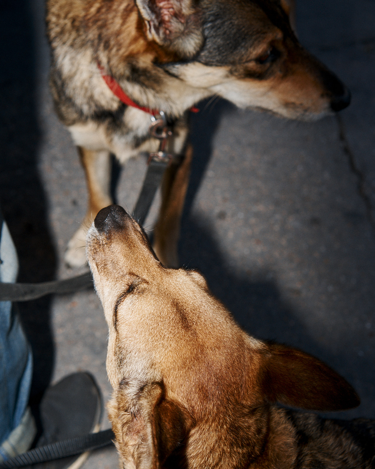 Dogs, Rogoredo, 2019