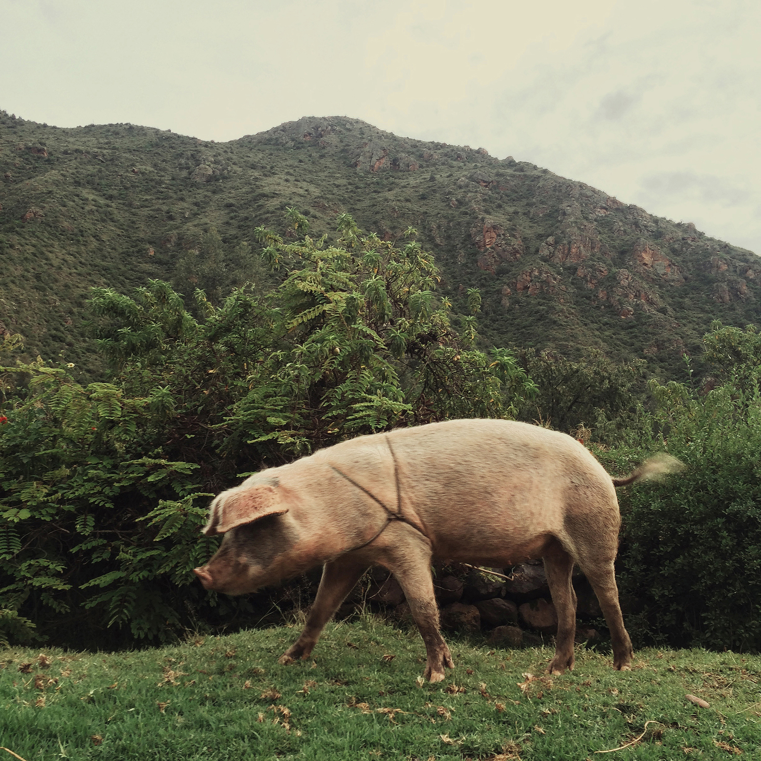 PERUChanchoSecret Valley, 2016 Index