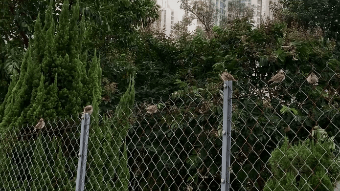 MESH FENCE 17:50 LAM TIN