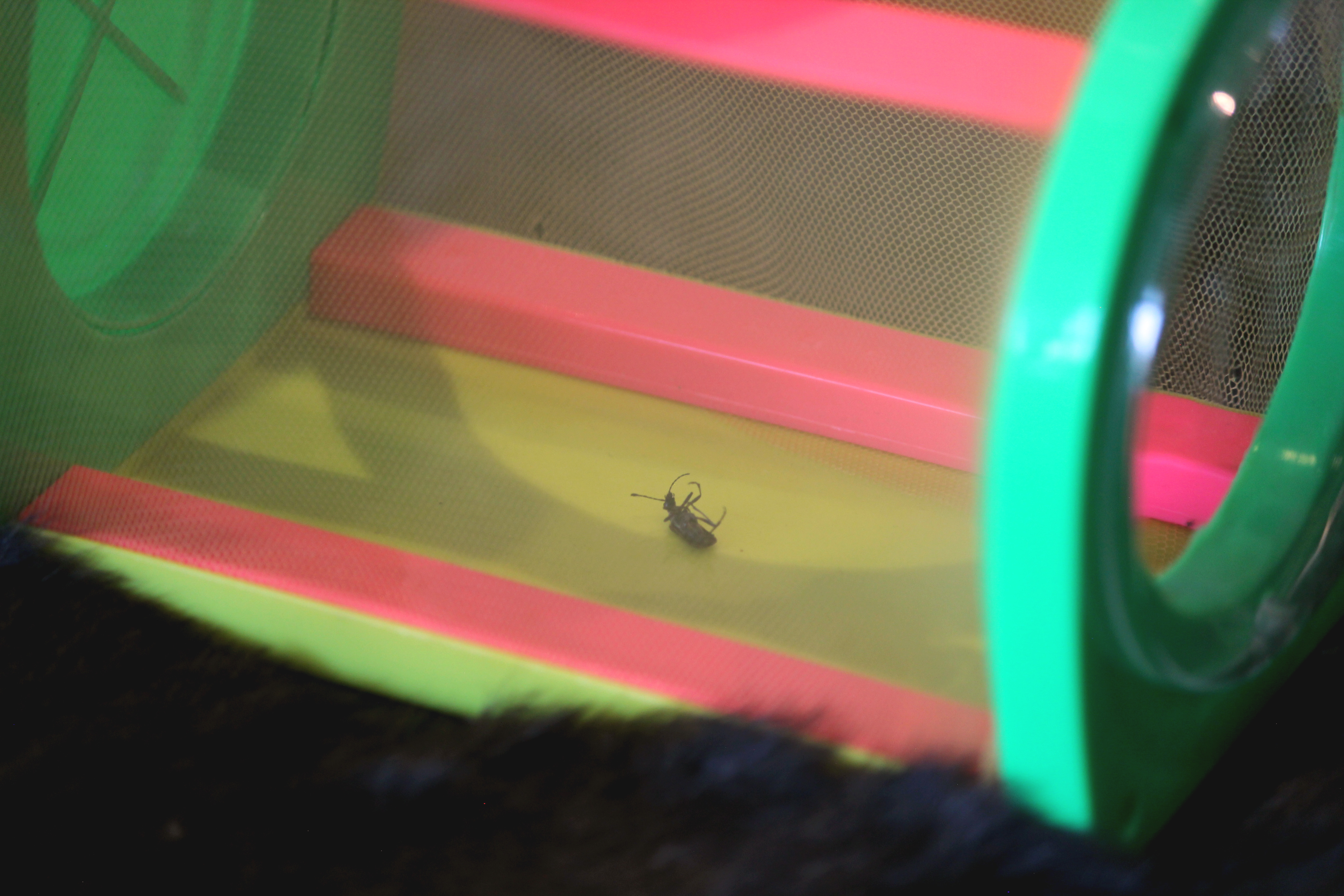 Caught Feelings, Winona Julian, 2024, Found Objects