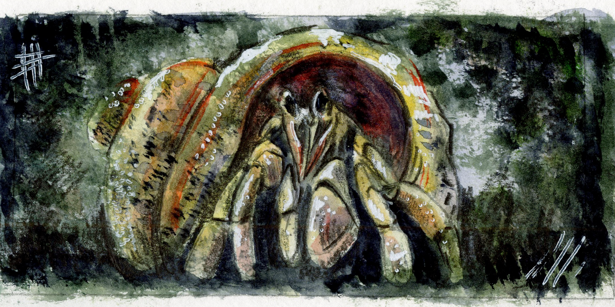 hermit from fish book 2019 watercolor