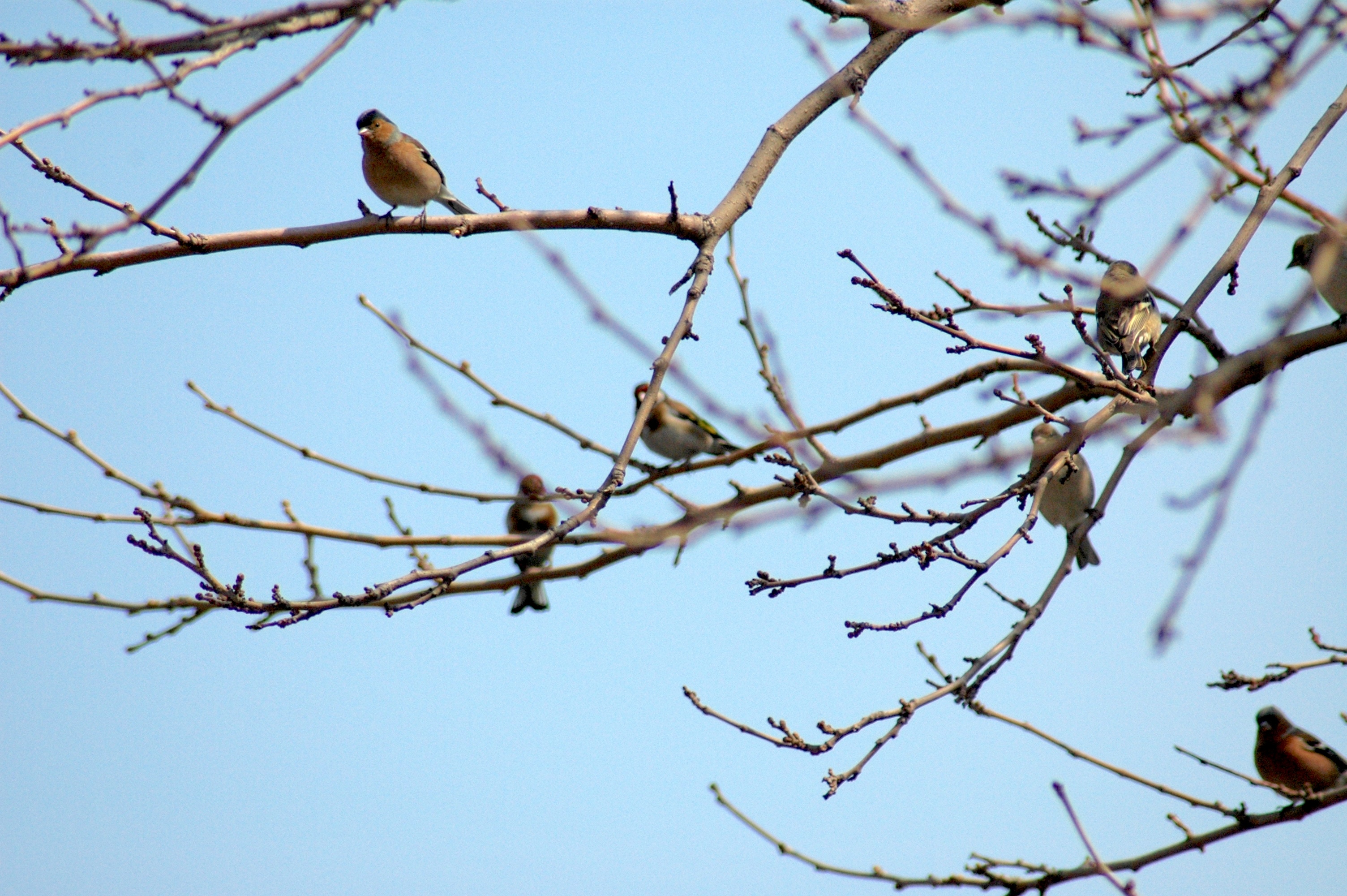 09.03.2012, Orta Bahçe