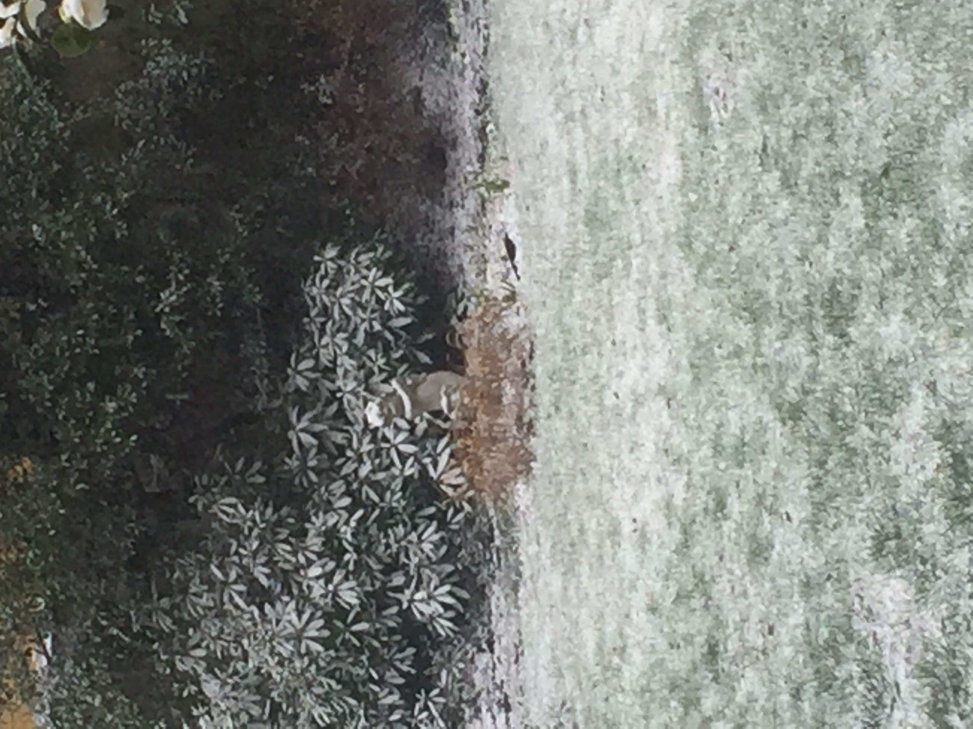 The dance of contemplation