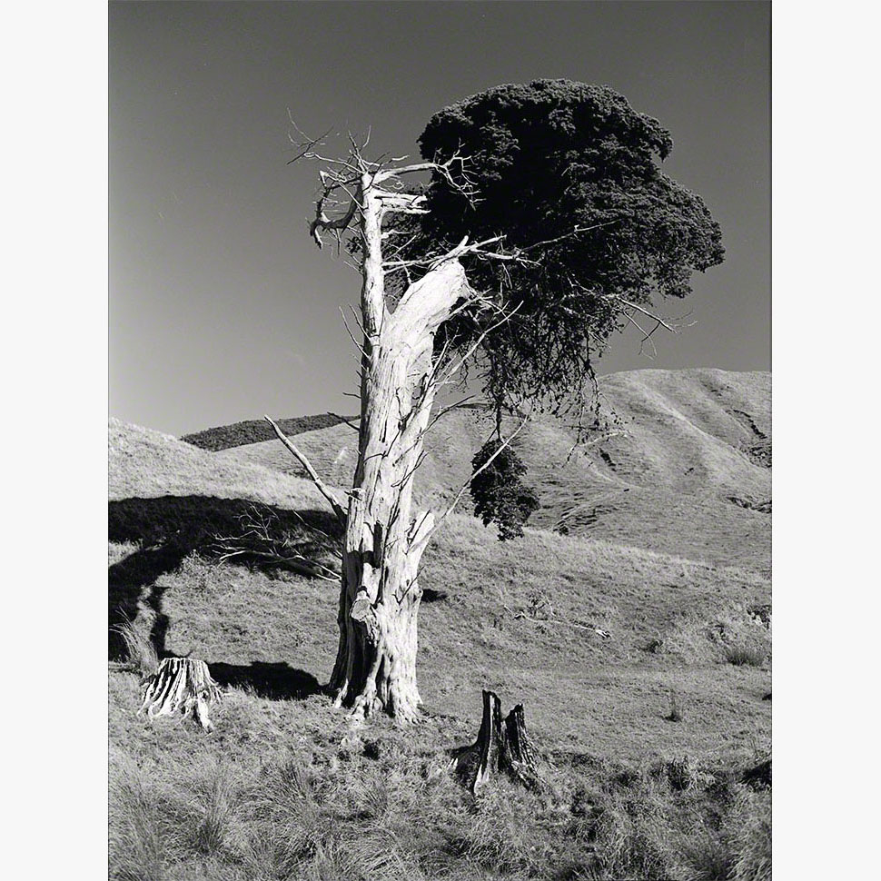 2/8Hesperocyparis macrocarpa, Ōhāriu, 2000 (001002_043)