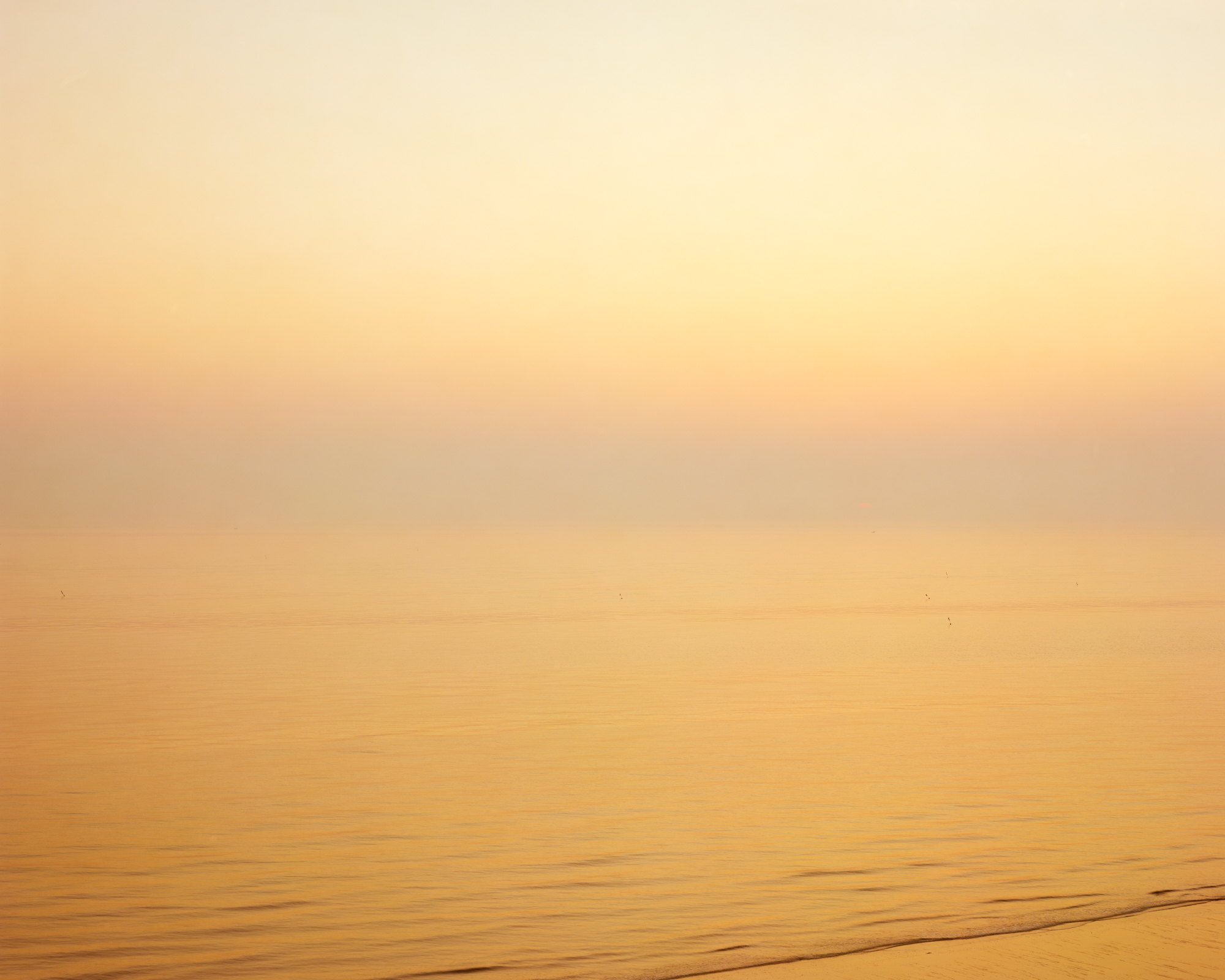 'Morning Gold'