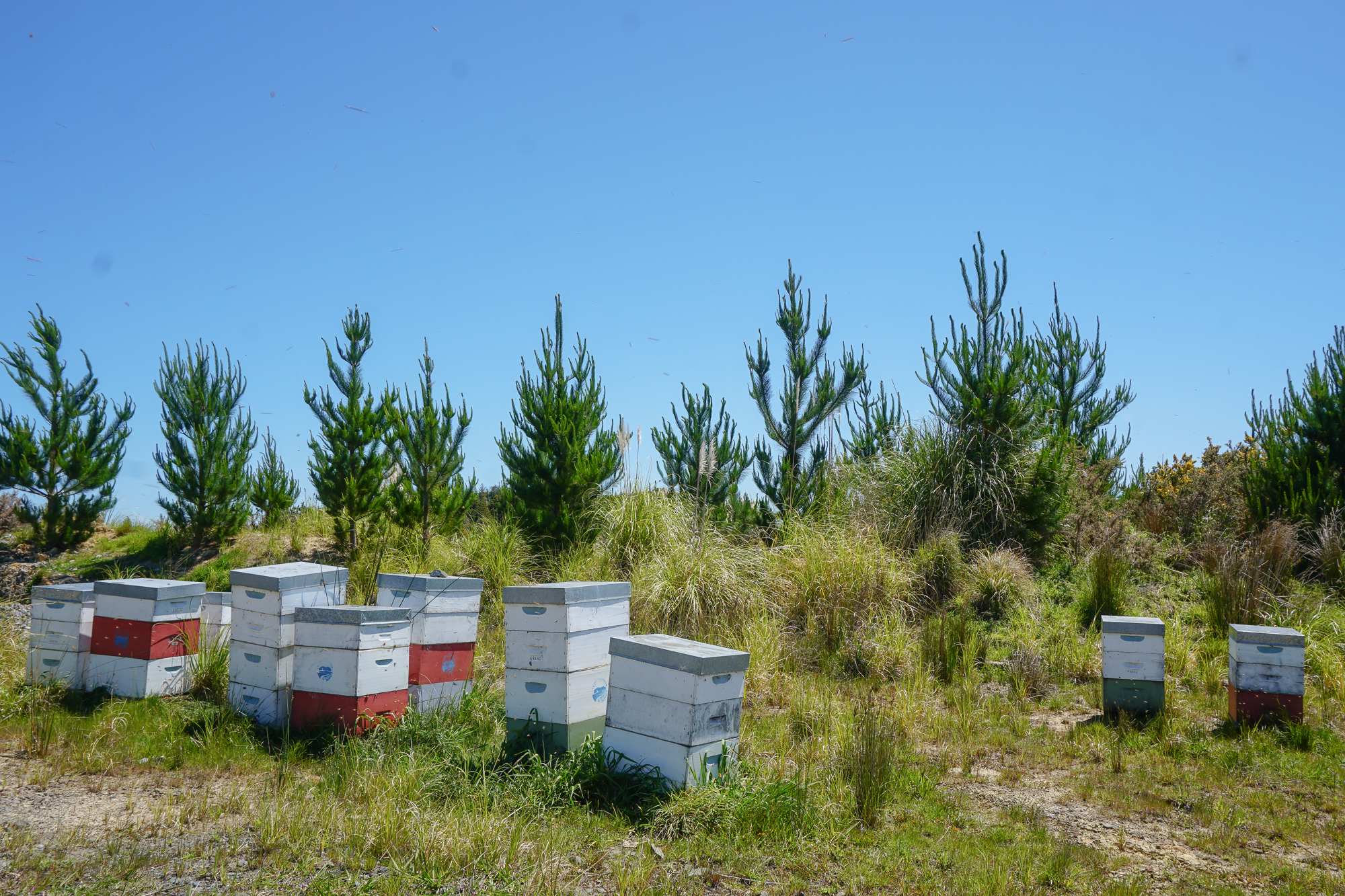Kevin Prime's bee hives near immature pine trees, Prime Farms, Mōtatau.Photograph by M. H.