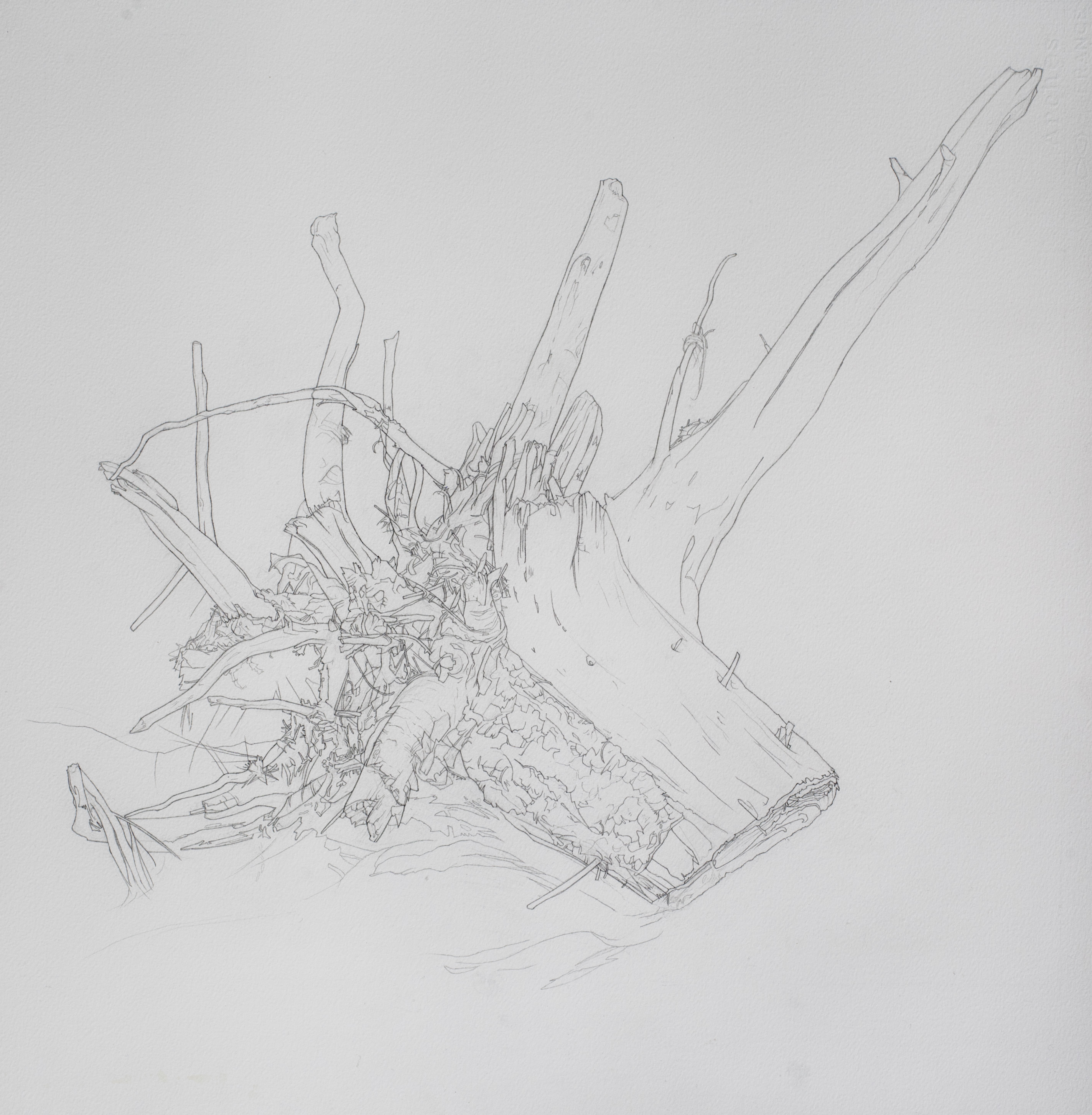 "Souche gorgone" (graphite sur papier, 60x60 cm, janvier-f&eacute;vrier 2025)