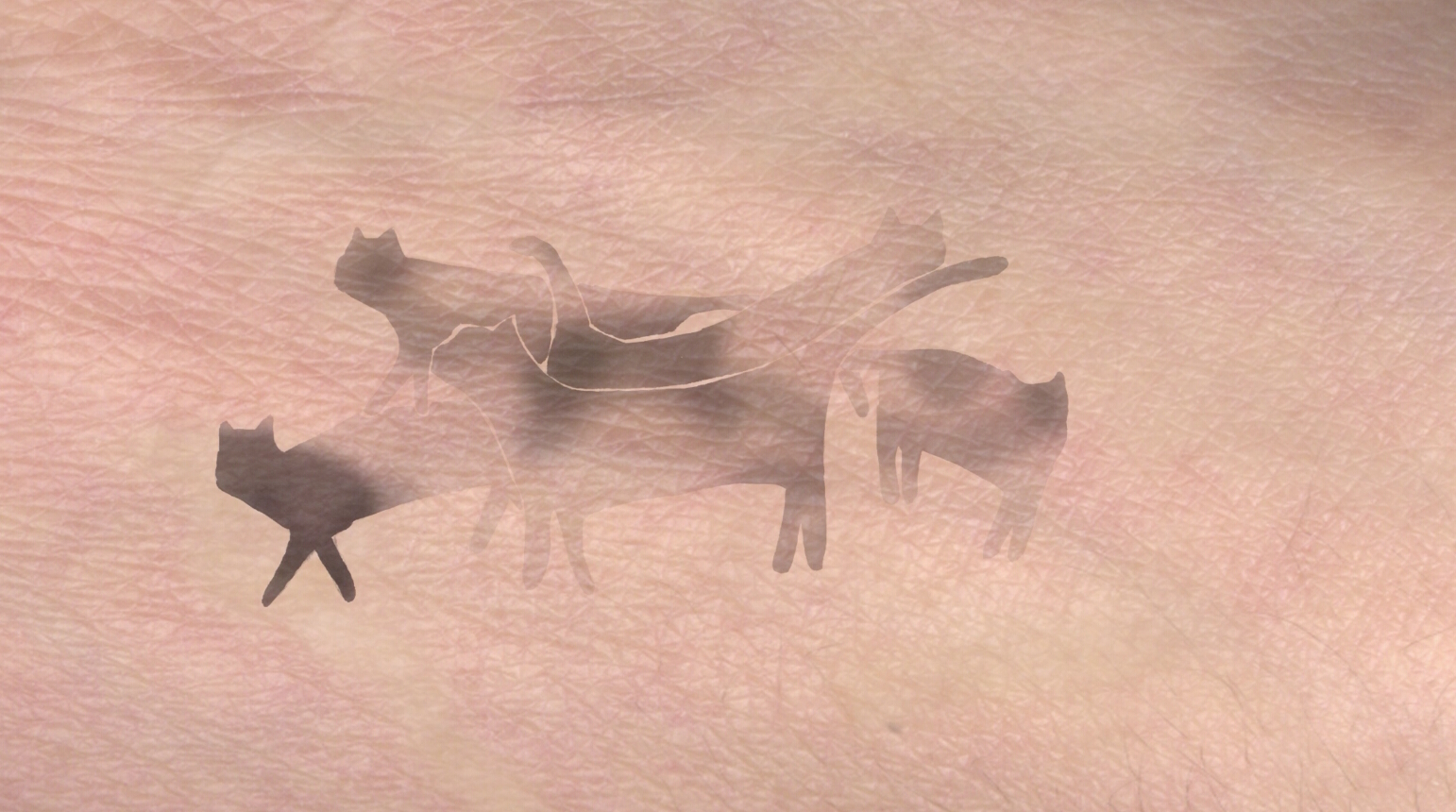 Still from Cats Under The Skin by Angela Lopez