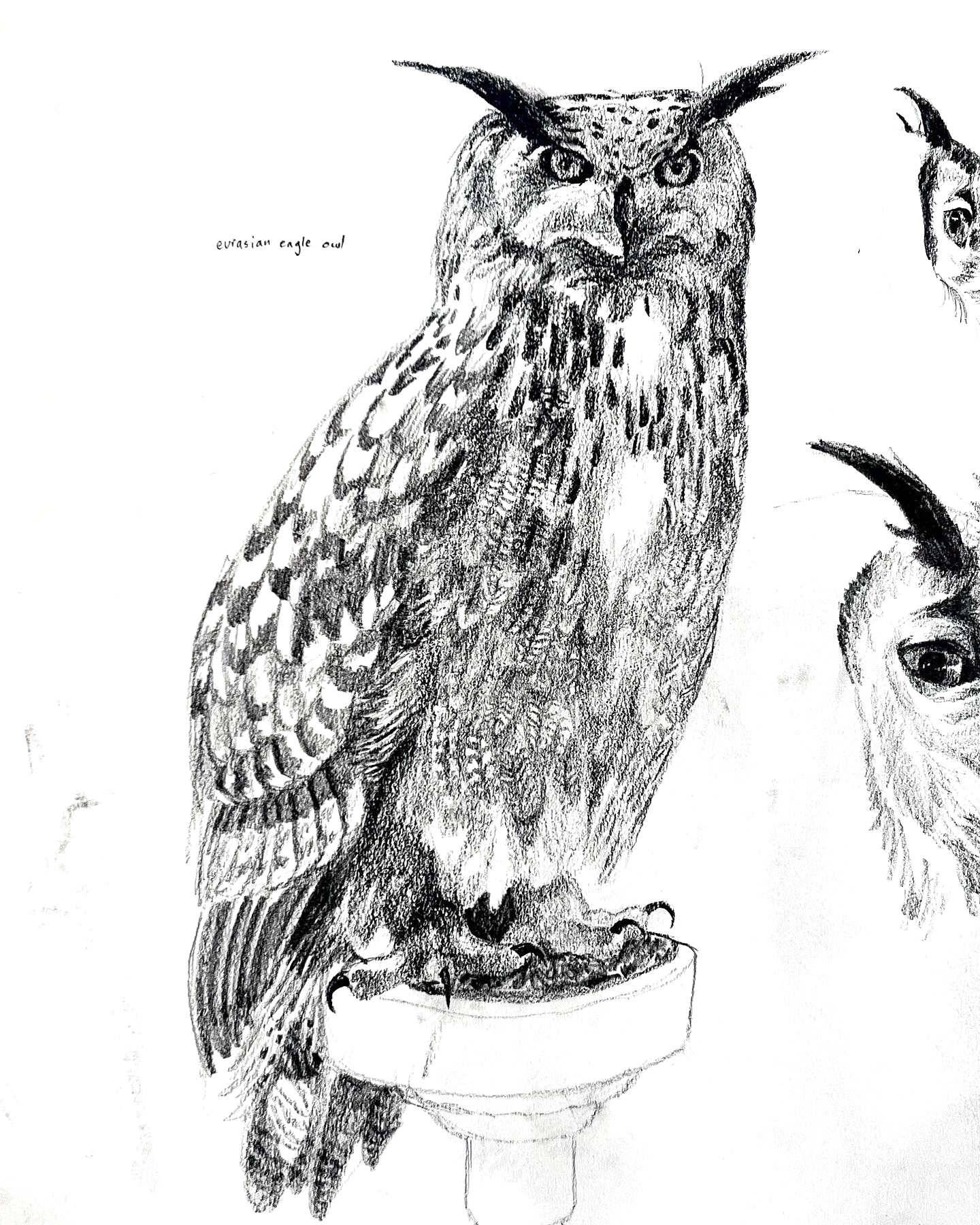 "Eurasian Eagle Owl"