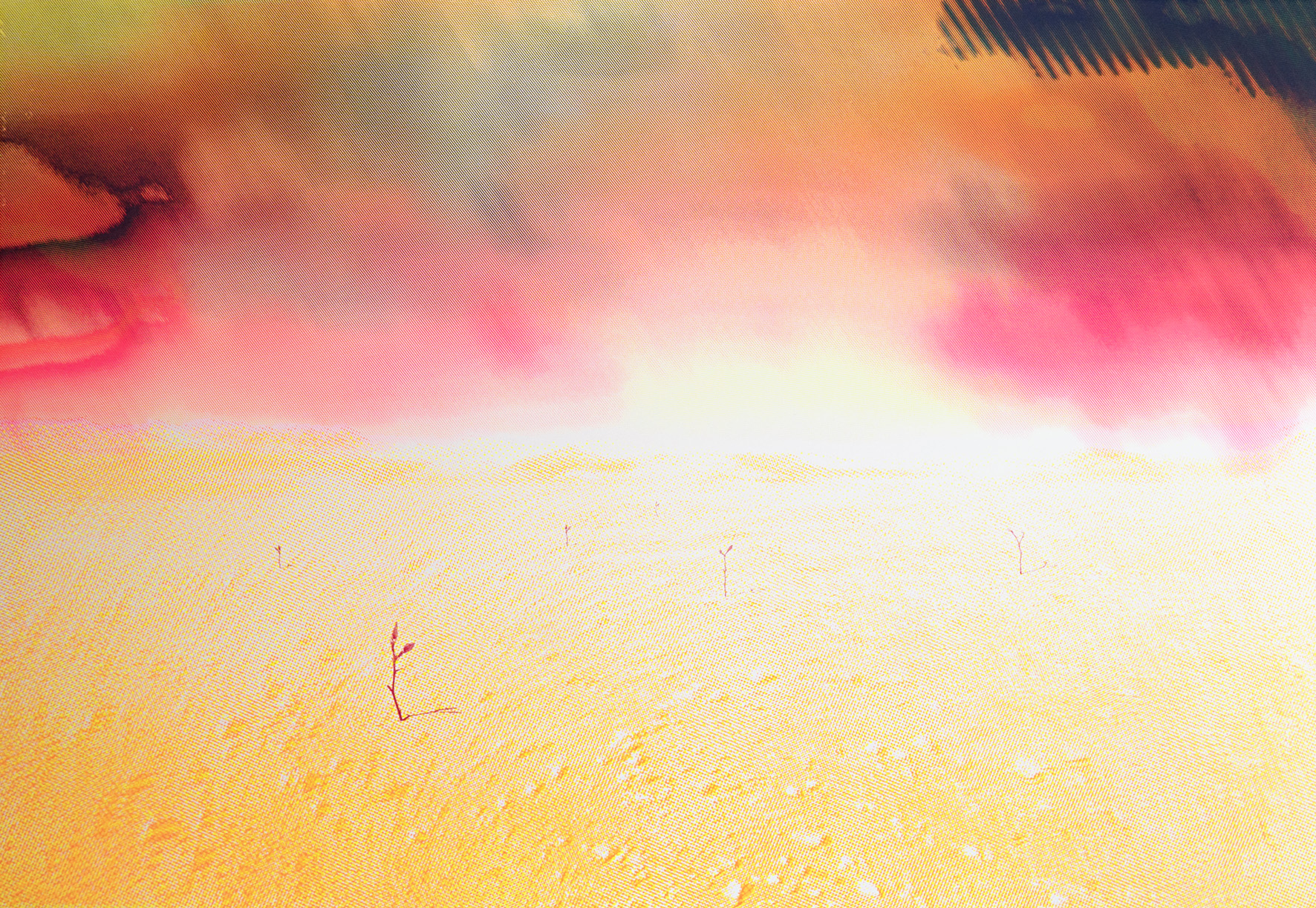 Magnolia #1 [70 x 100 cm]