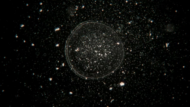 IDFA - Real Emotions. Real Film