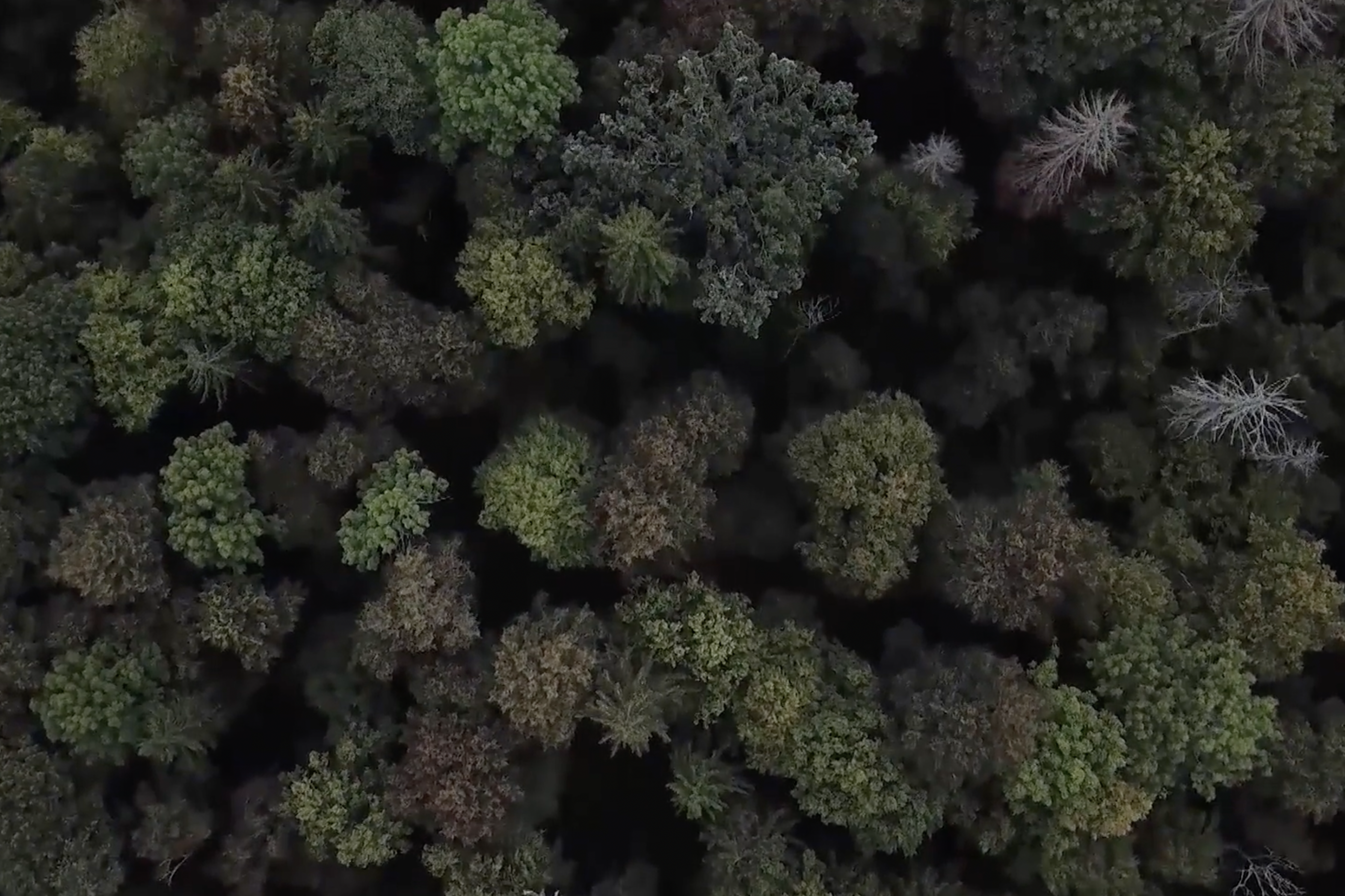 Drone Bialowieza | Drone Videos