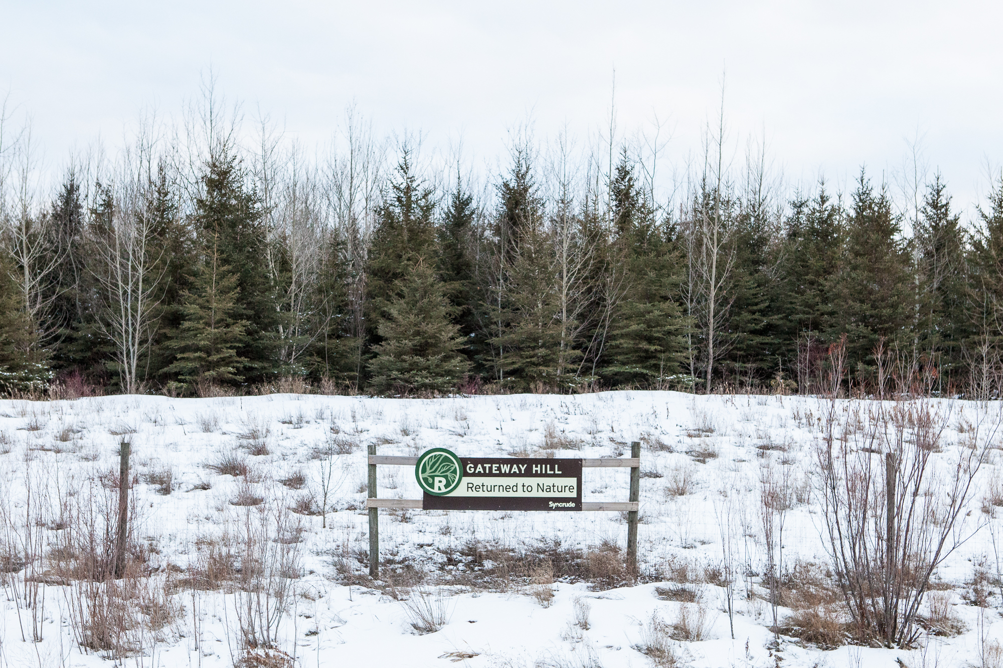 Returned to Nature. Gateway Hill, Syncrude Canada Ltd. One of a handful of remediated land projects north of Fort McMurray, Alberta. The largest built structures on Earth are the retention dams that form massive, toxic lakes of tailings from tar sands mines. Overlooking this artificial sludgescape are replanted hills such as this, created by heaping piles of overburden from what used to be active mines, where, before the middle of the 20th century, ancient boreal forests stood for millions of years. Production still, March 2016.