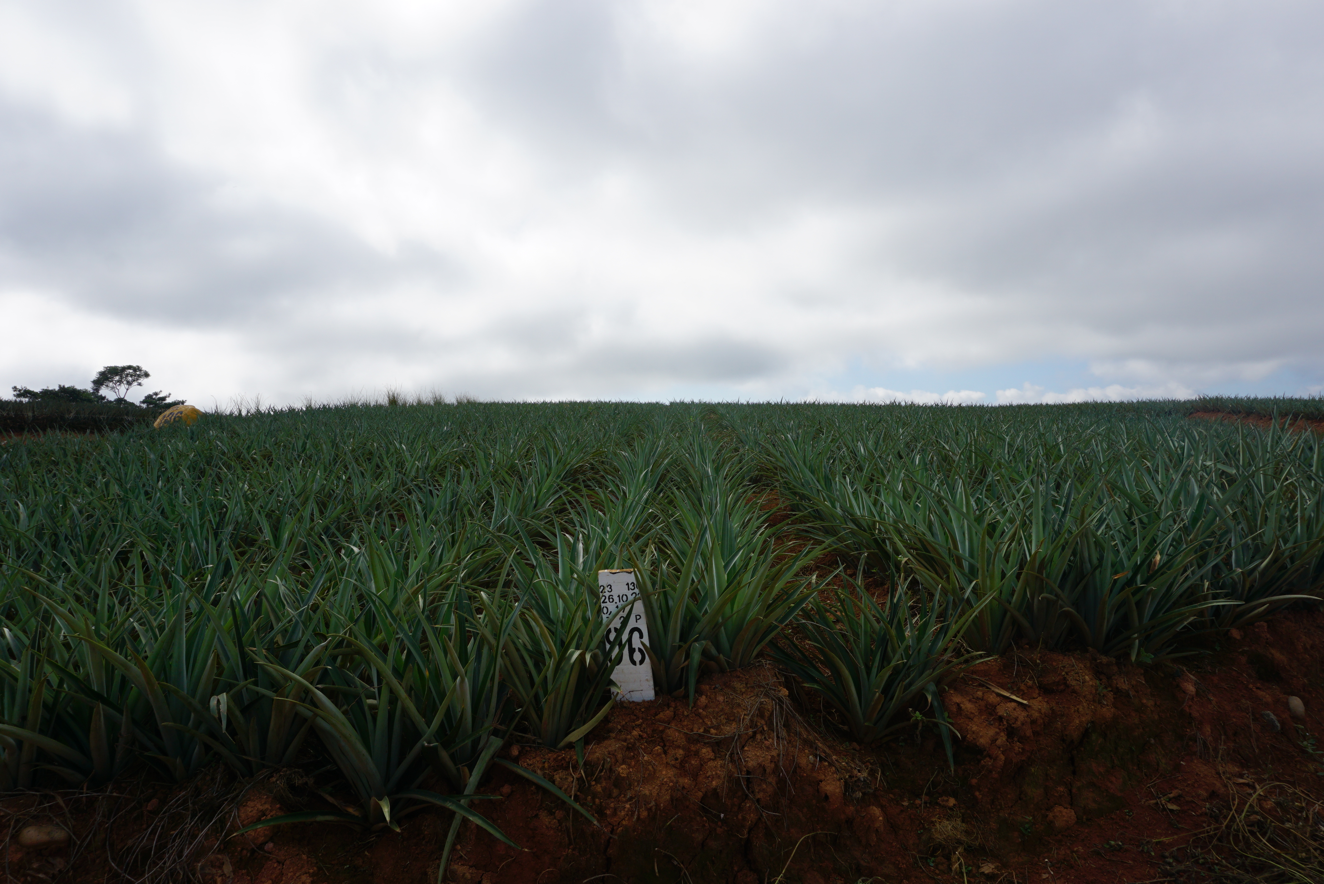 cultivo de piña, Buenos Aires de Puntarenas. 2024