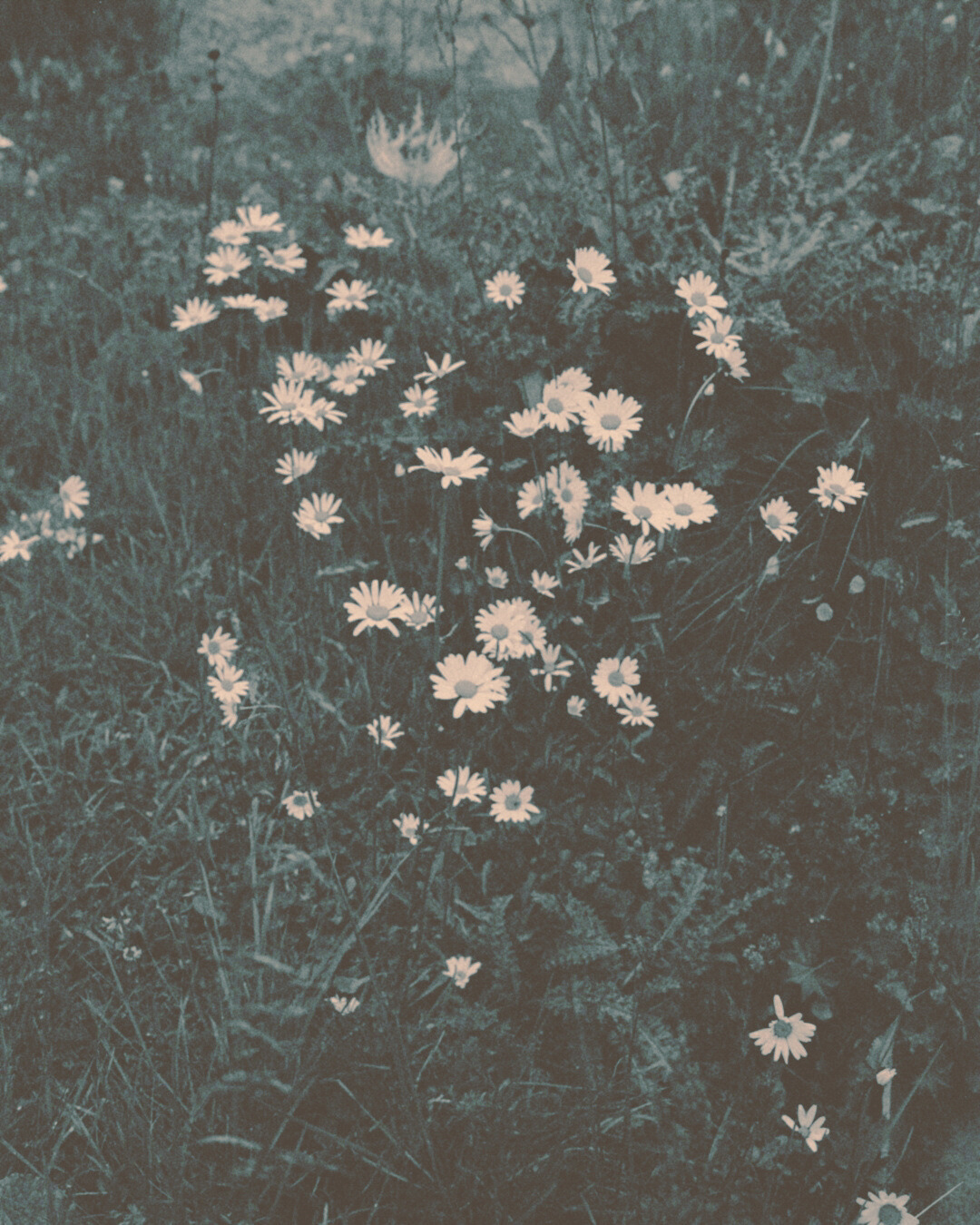 Art for Gaza 36 - Alpine blossom